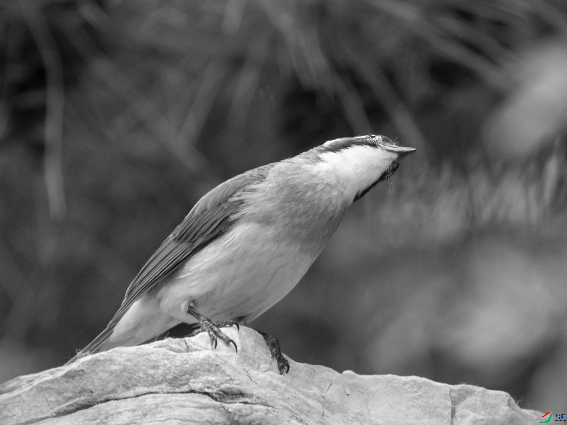 P4270021.jpg