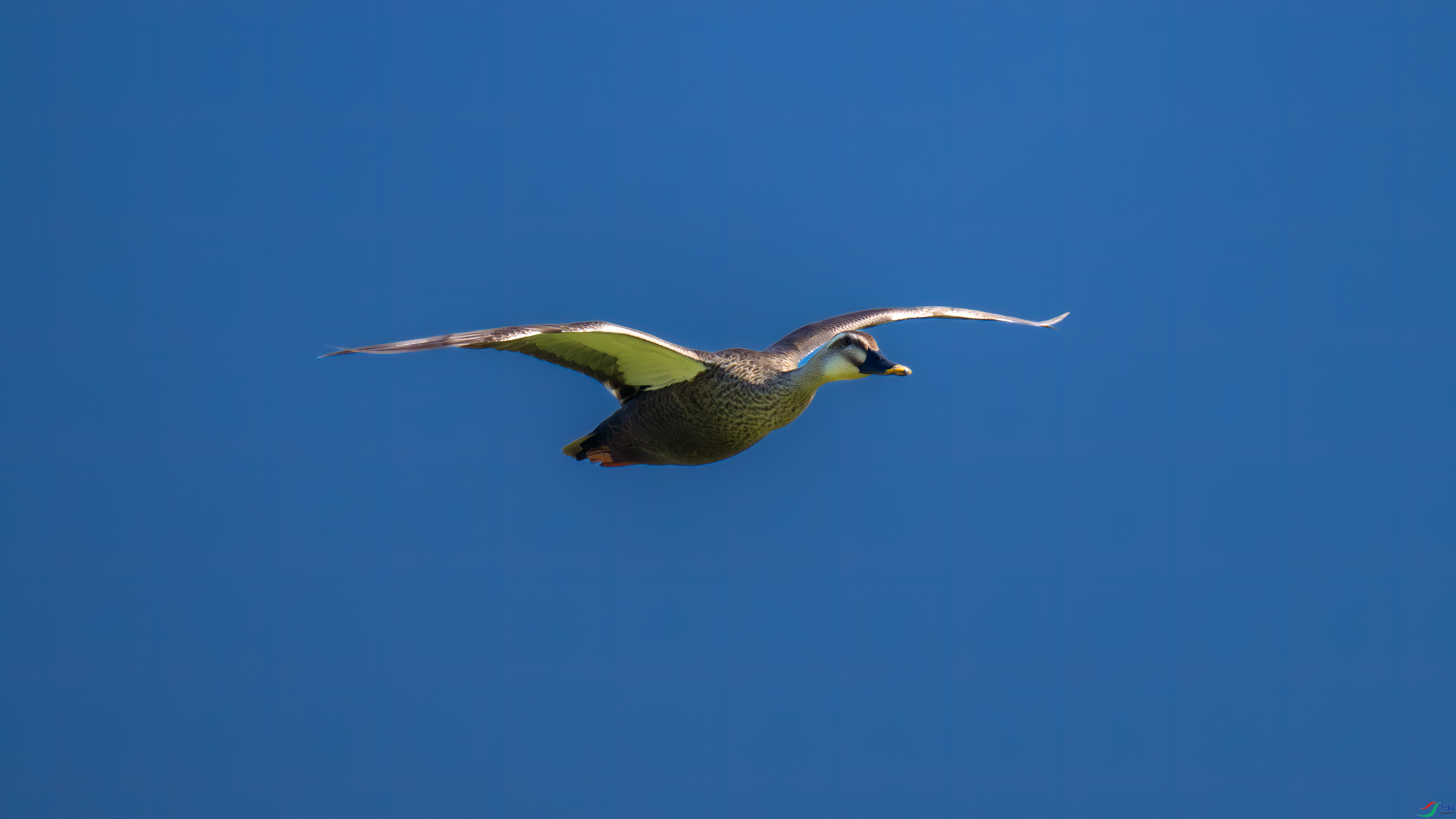 DSC_2100.jpg