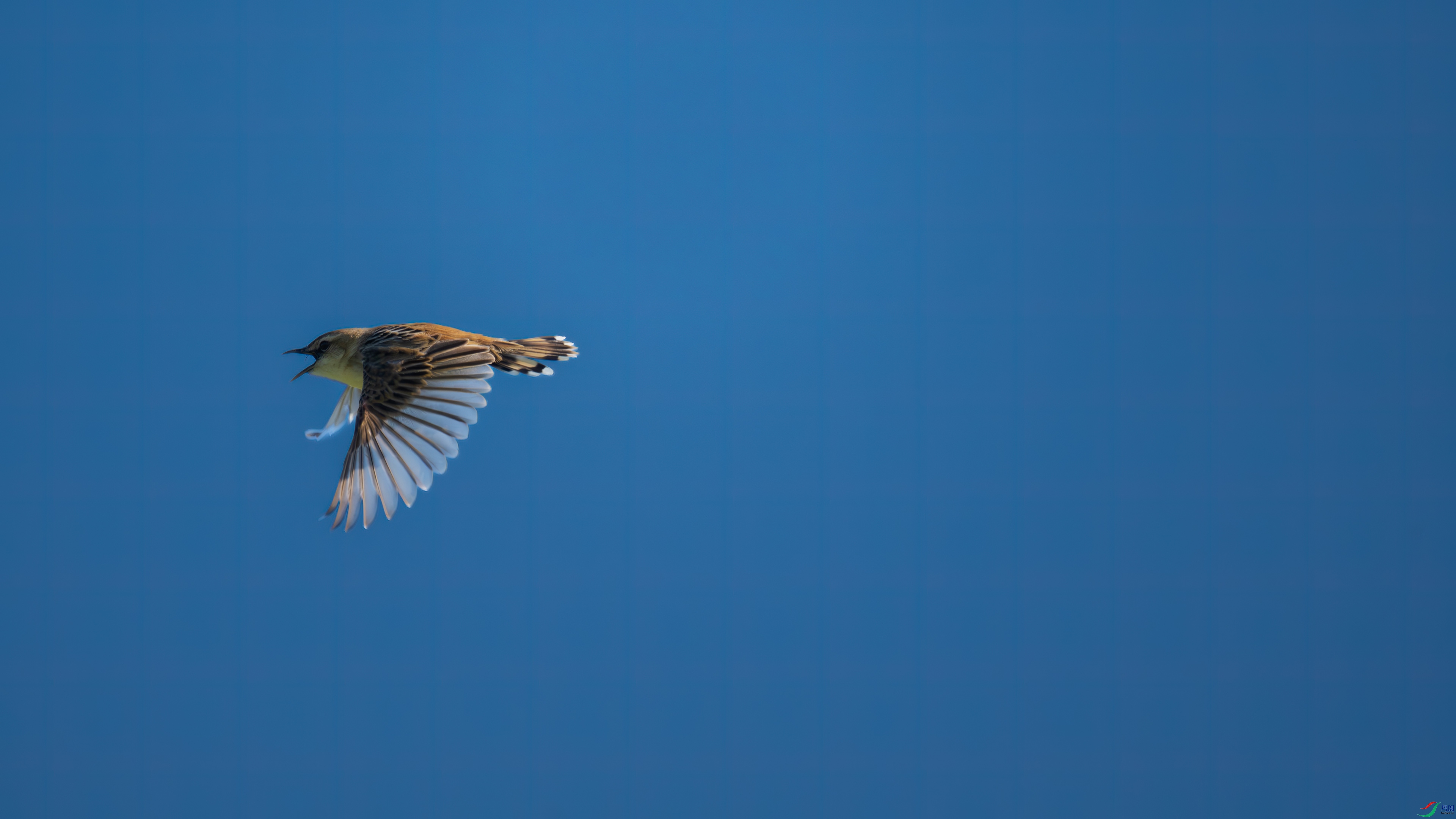 DSC_2226-1.jpg