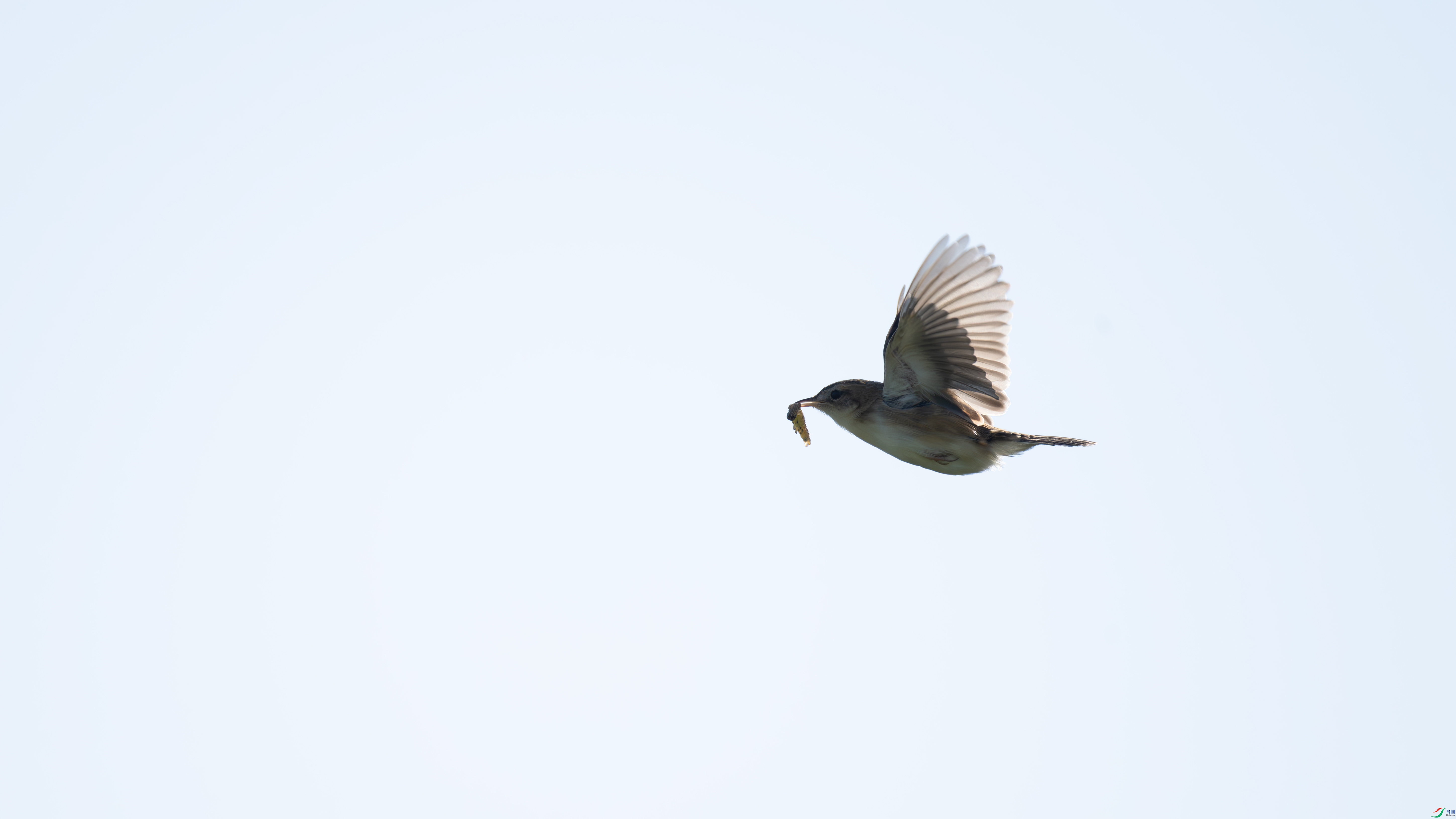 DSC_2196.jpg