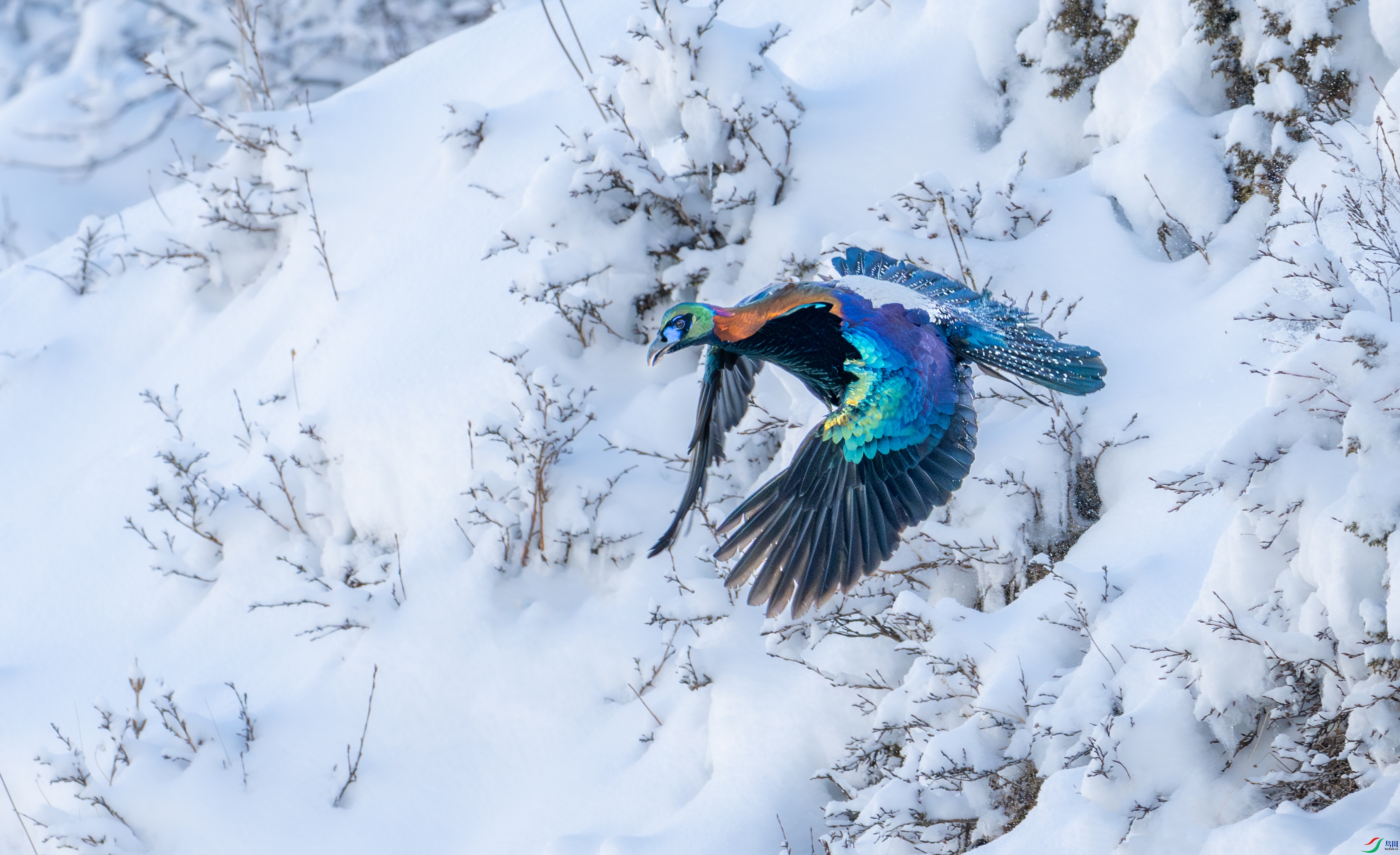 DSC_8892-1.jpg