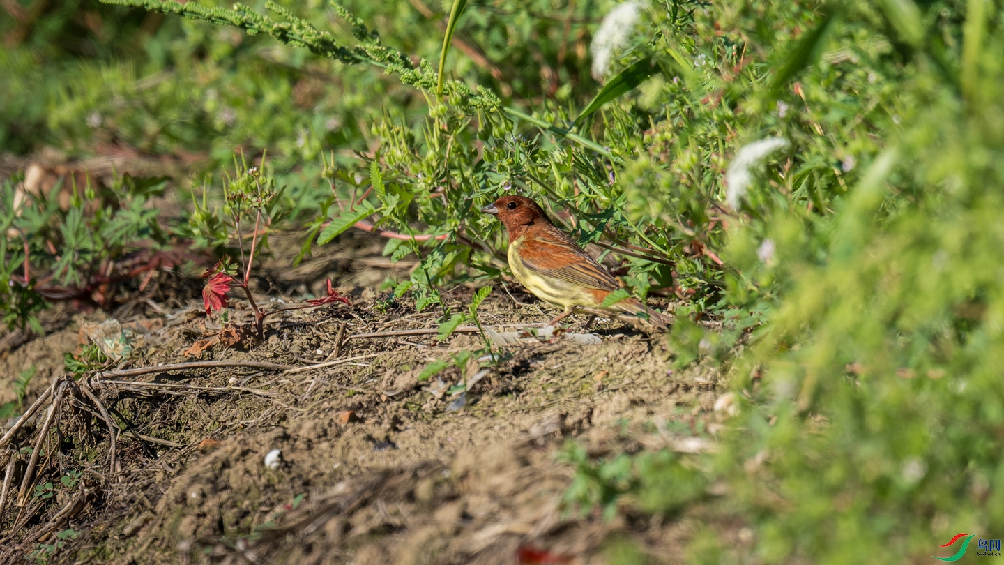 DSC_2081-NEF_DxO_DeepPRIME-1.jpg