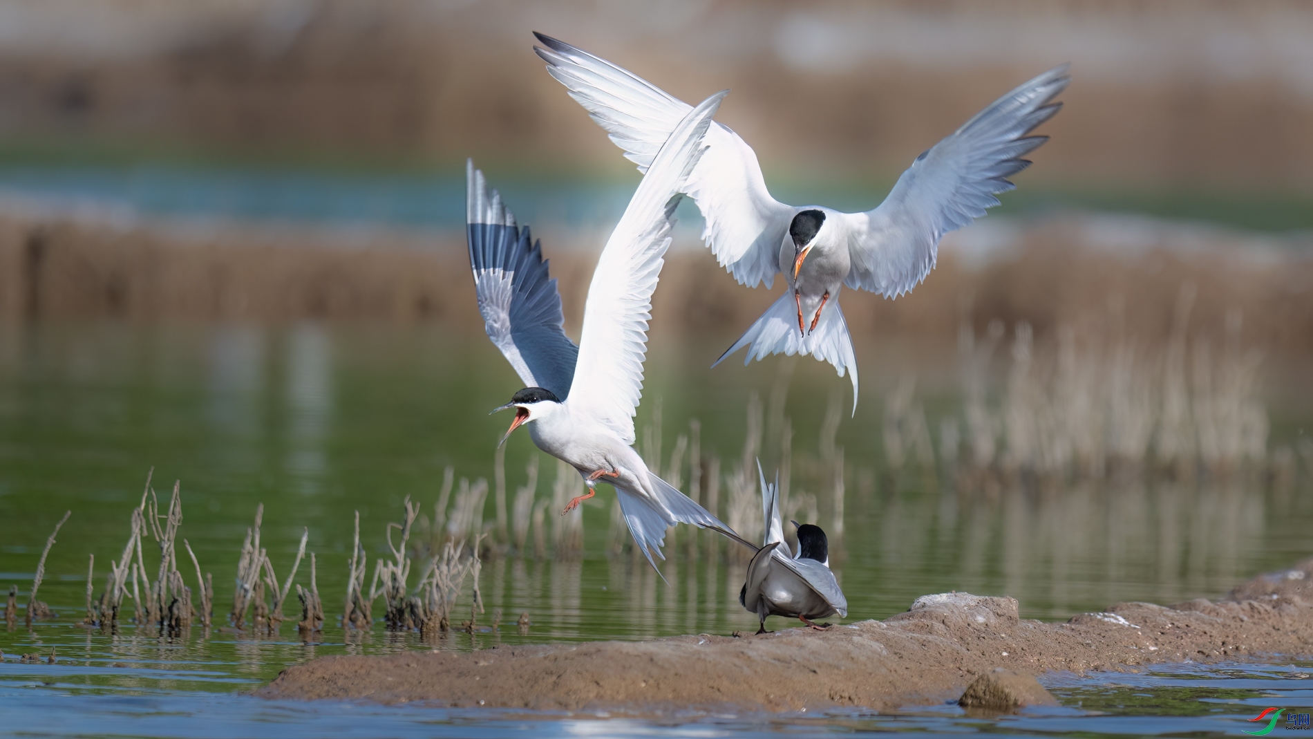 DSC_7033sen2026-5-5-11-�༭.jpg