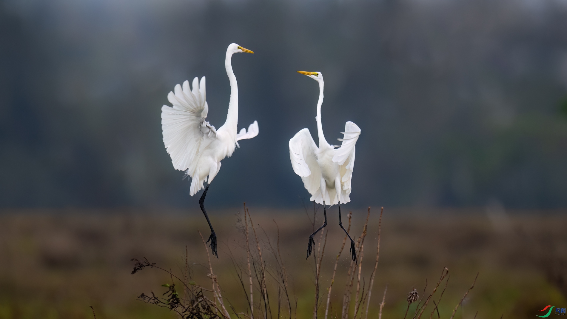 DSC_7852sen2026-2-20-05-�༭.jpg