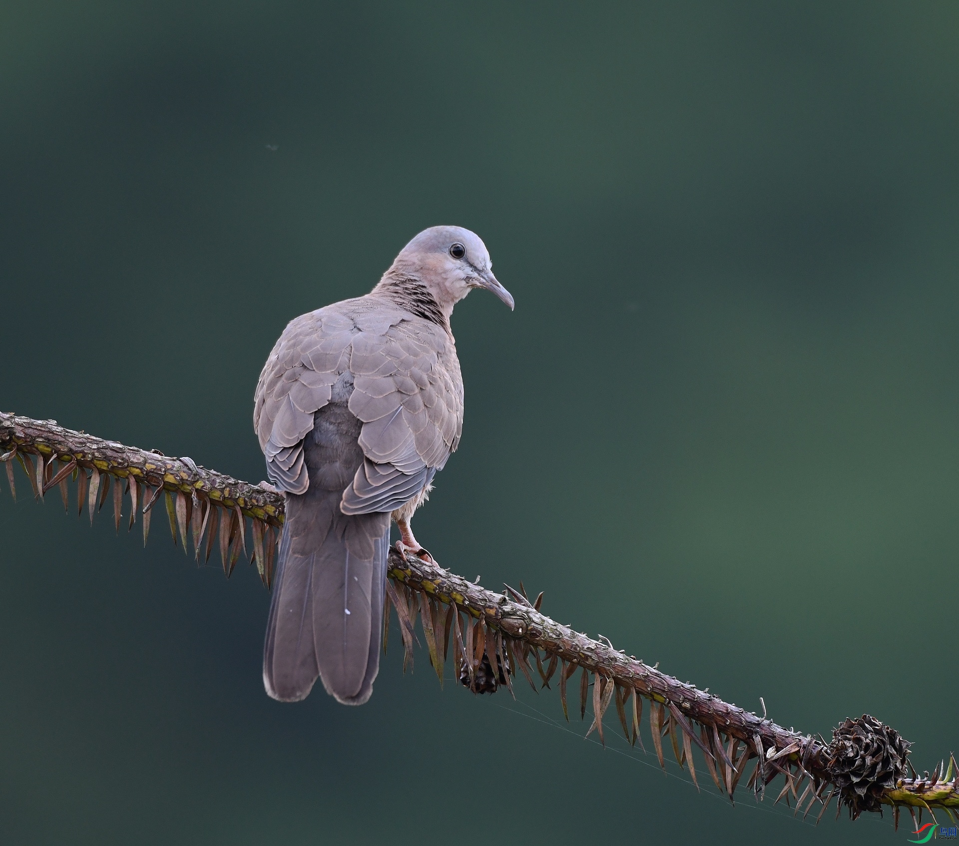 DSC_1255.jpg