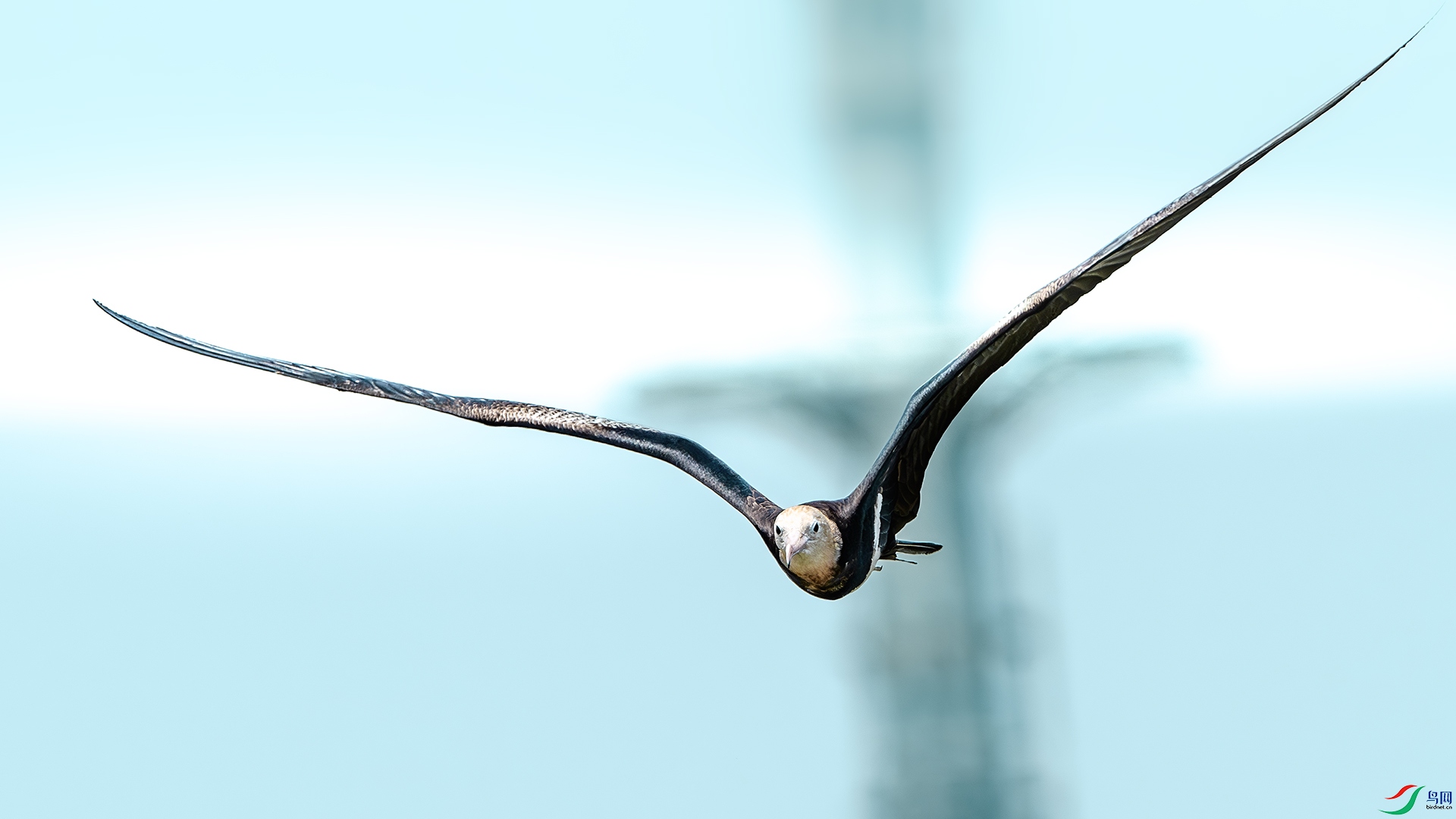 DSC_7897-����ǿ-NR ����.jpg