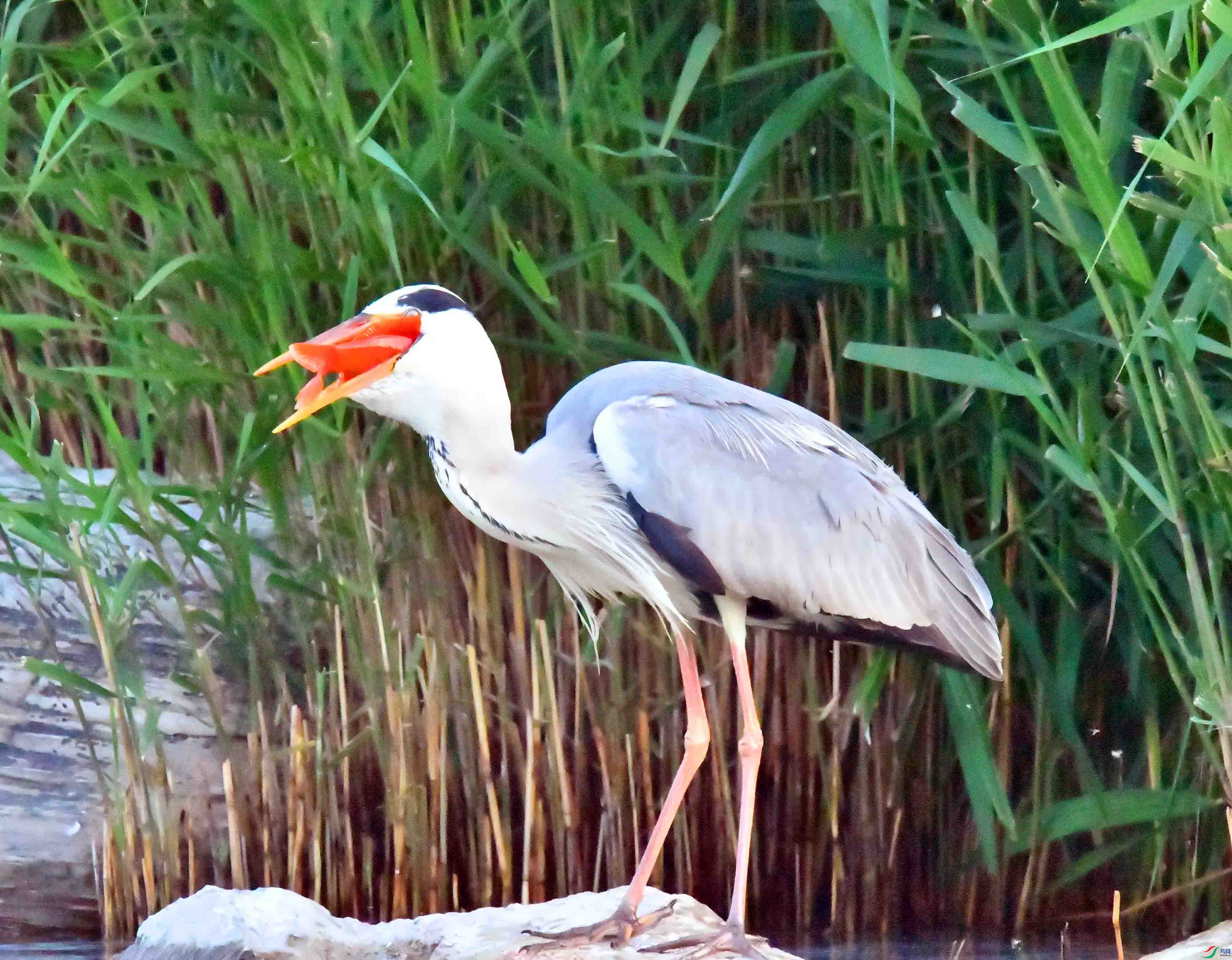DSC_2745.JPG