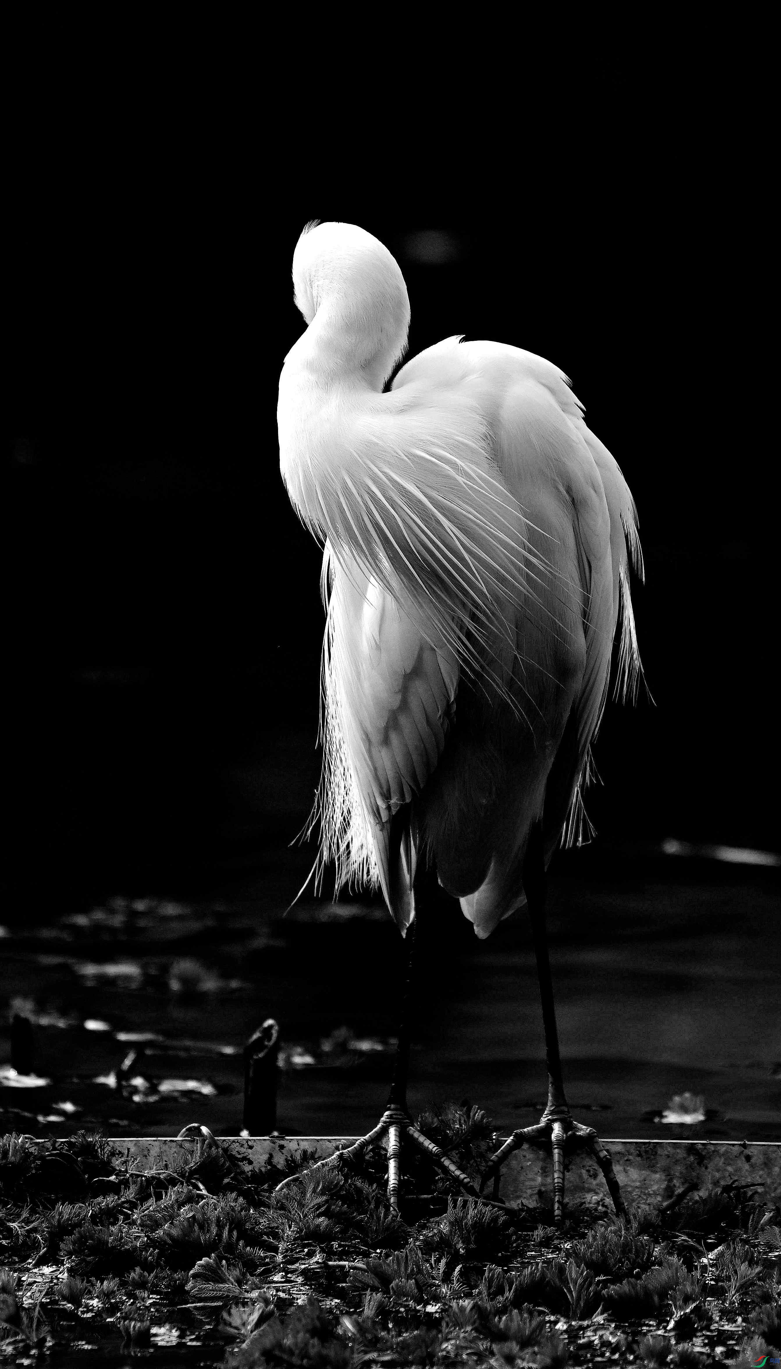 DSC_0234.jpg
