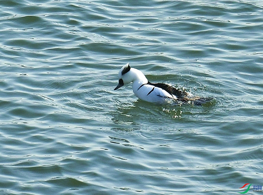 DSC_4772.jpg