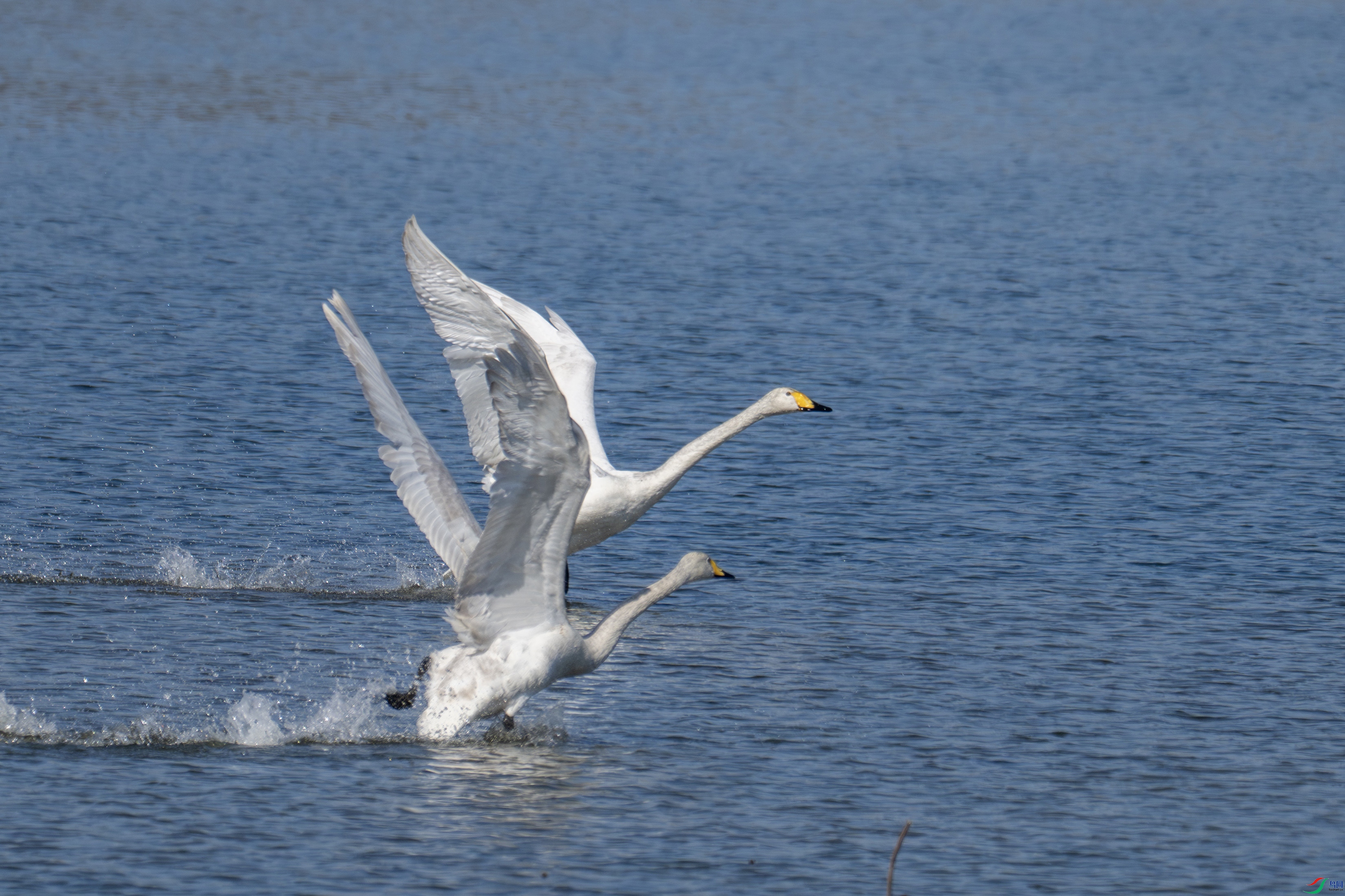 DSC_4652-����.jpg