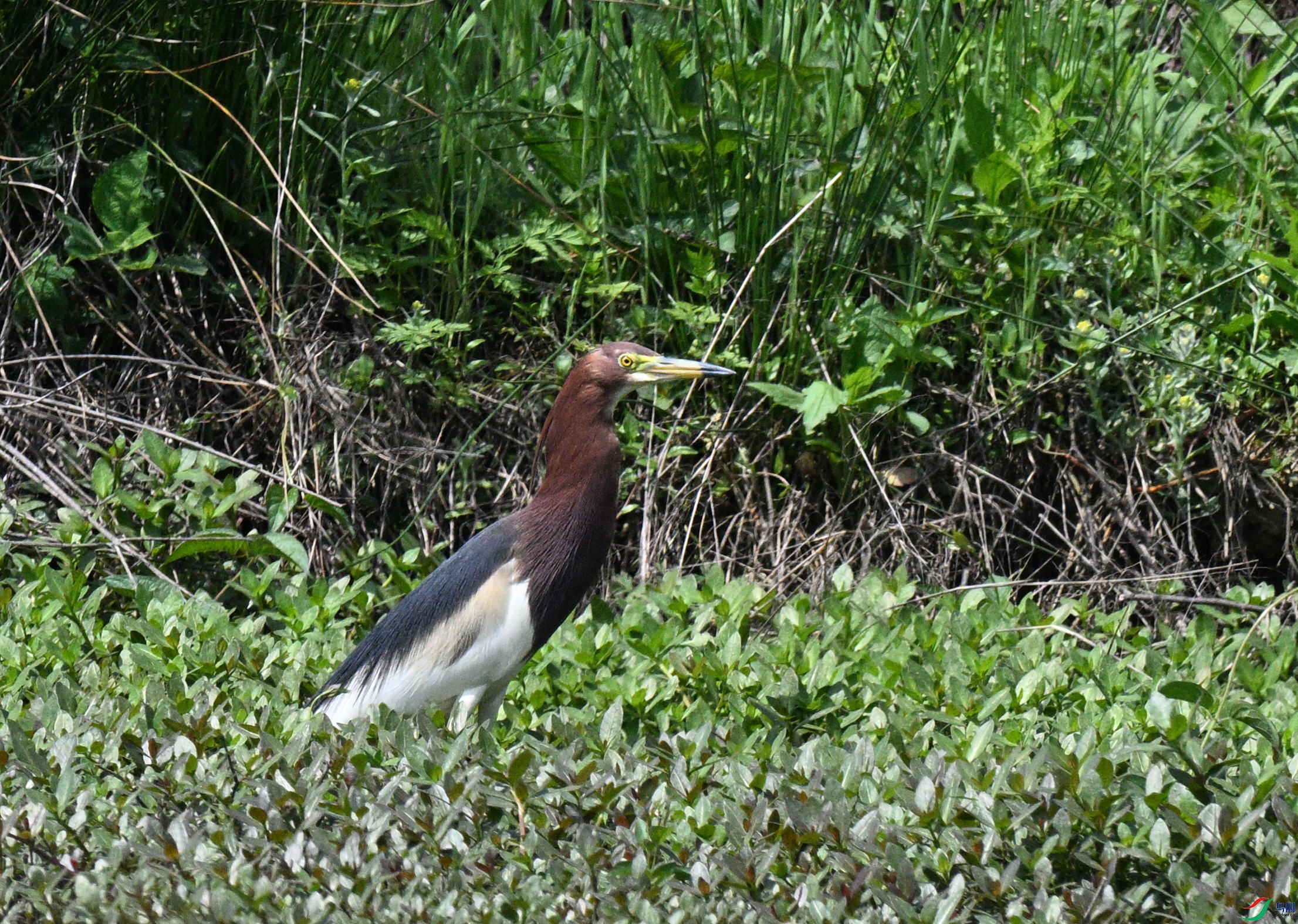 DSC_4728_����.jpg
