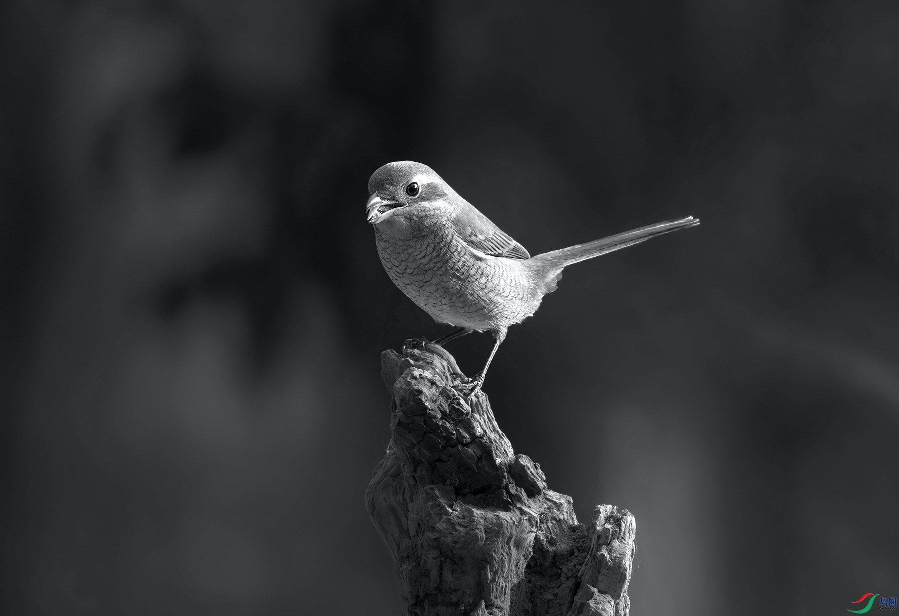 ţͷ����-0748.jpg