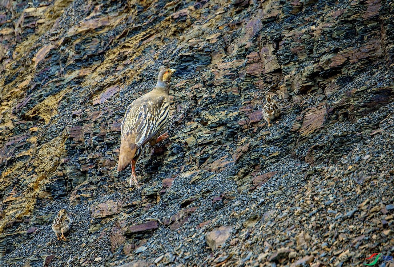 _DSC0189v.jpg