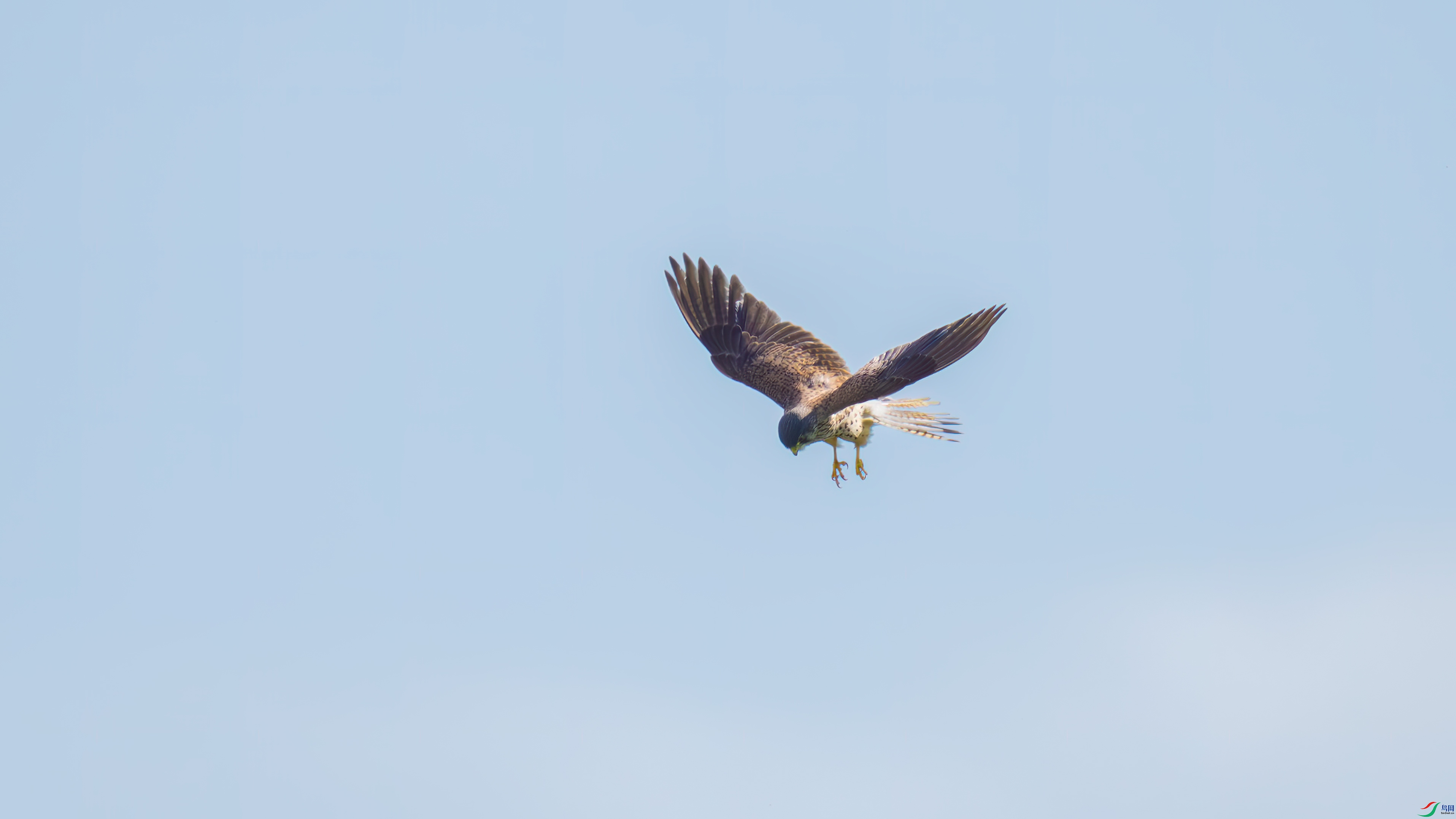 DSC_1317.jpg