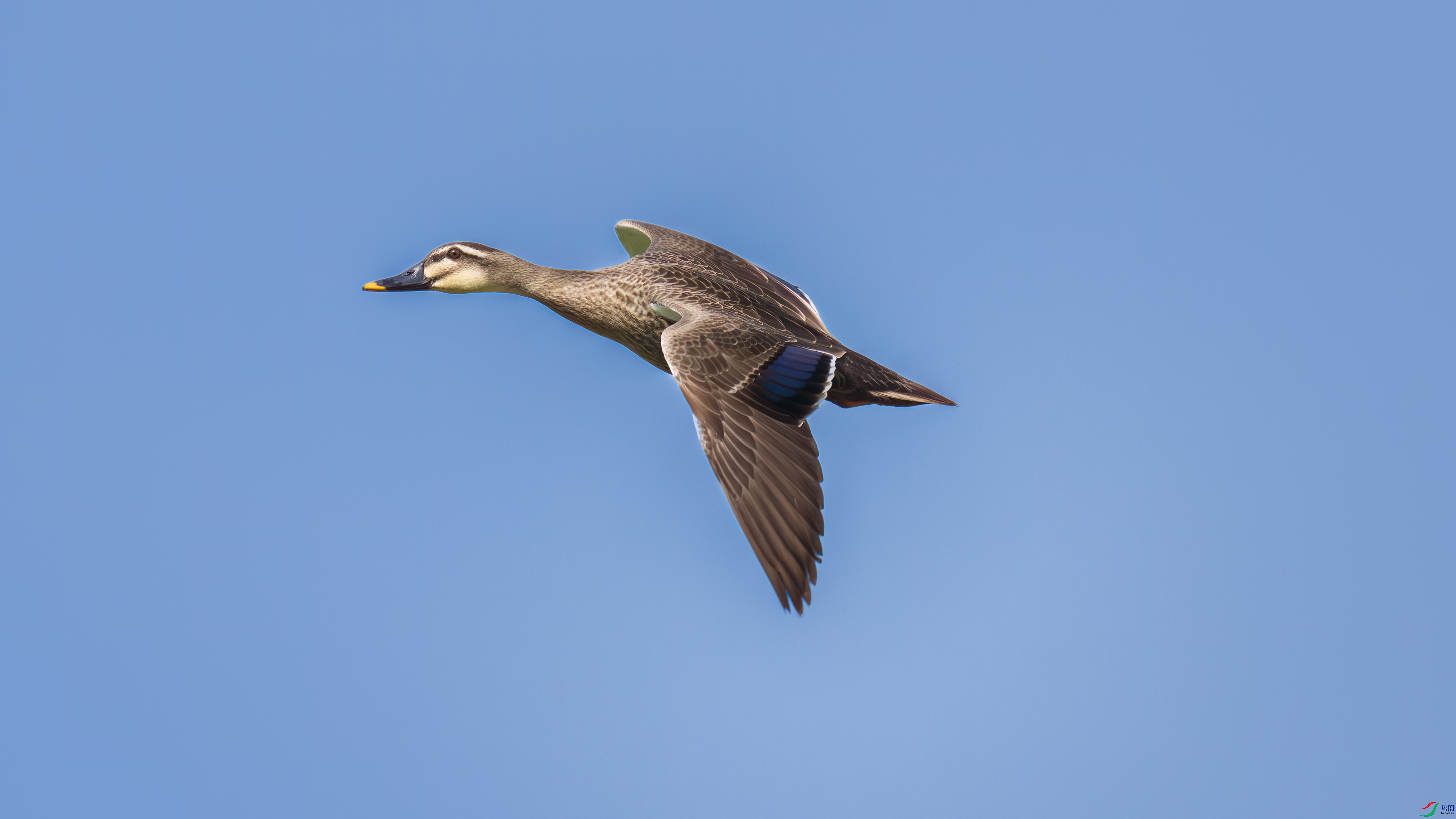 DSC_1142.jpg