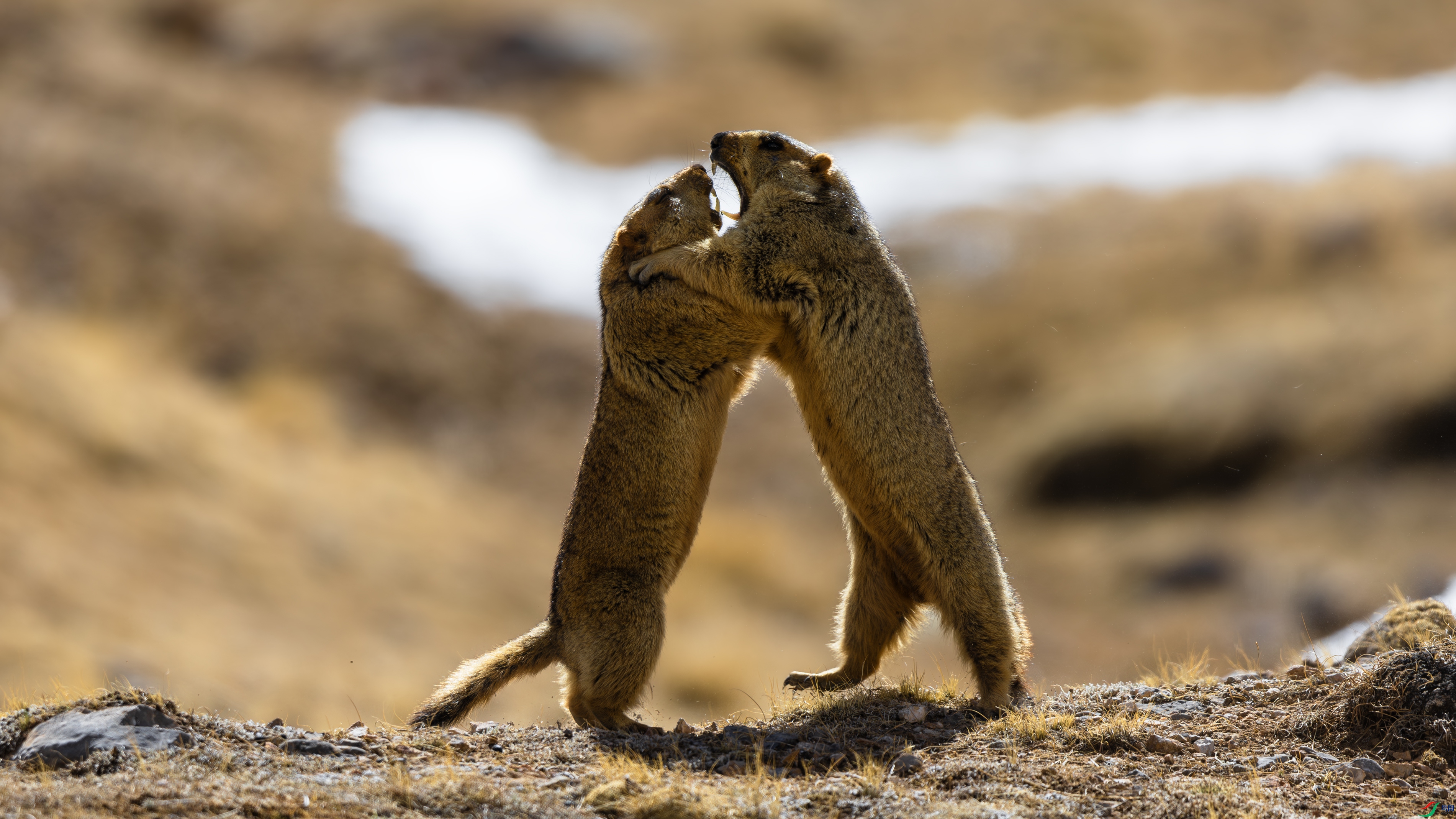 _O7A9734-������ӥ.jpg