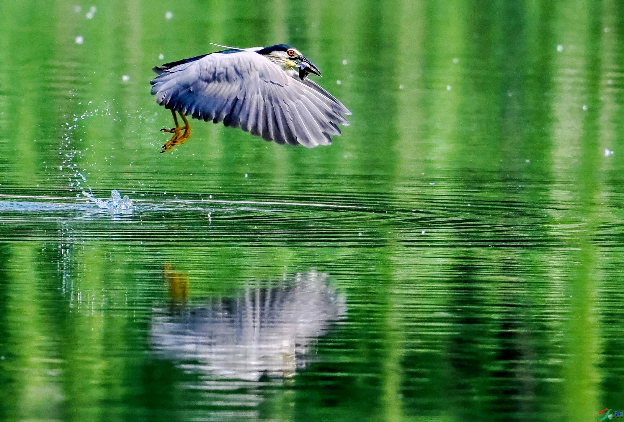 DSC_8137---_conew1.jpg