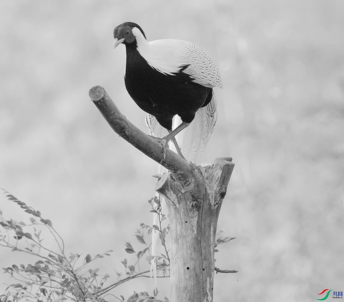 _DSC2189zx_������С.jpg