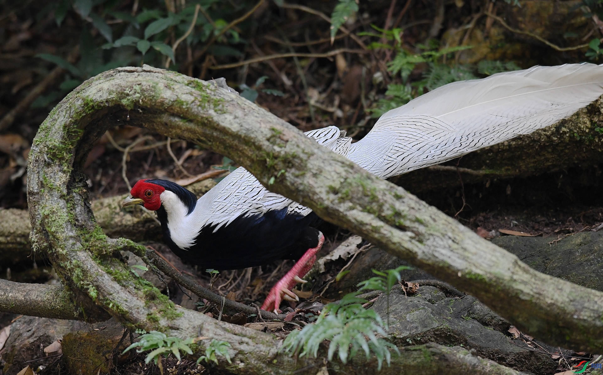 DSC_0562.jpg