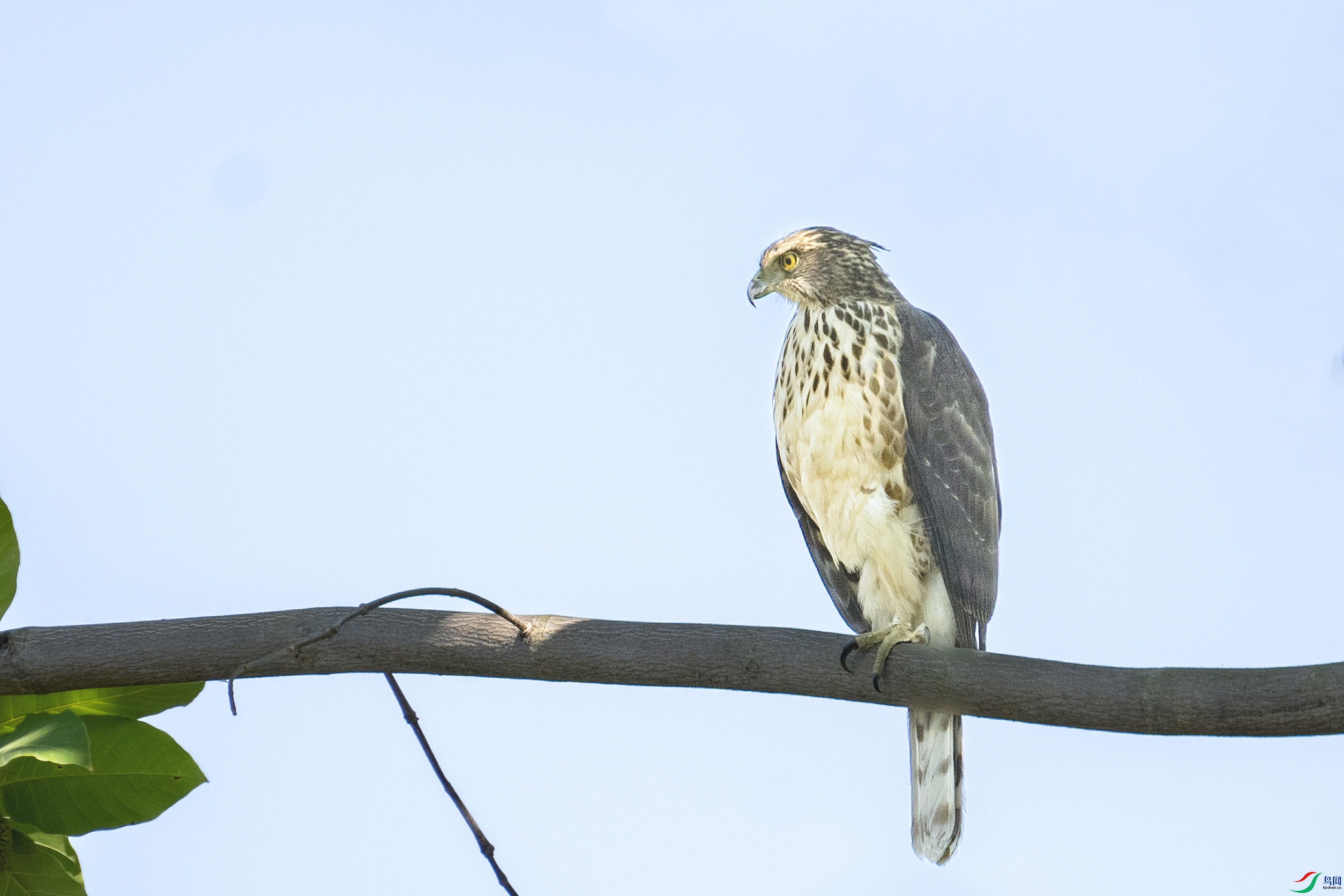 DSC_4406y.jpg