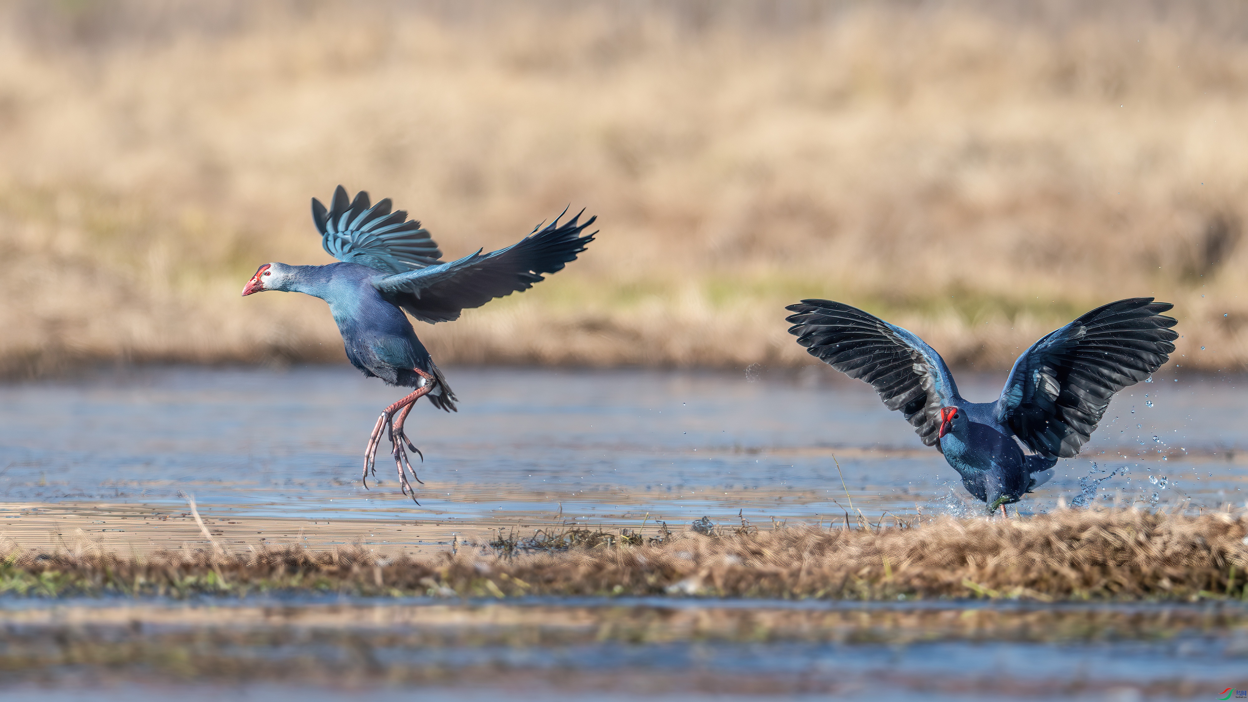 DSC_7771.jpg