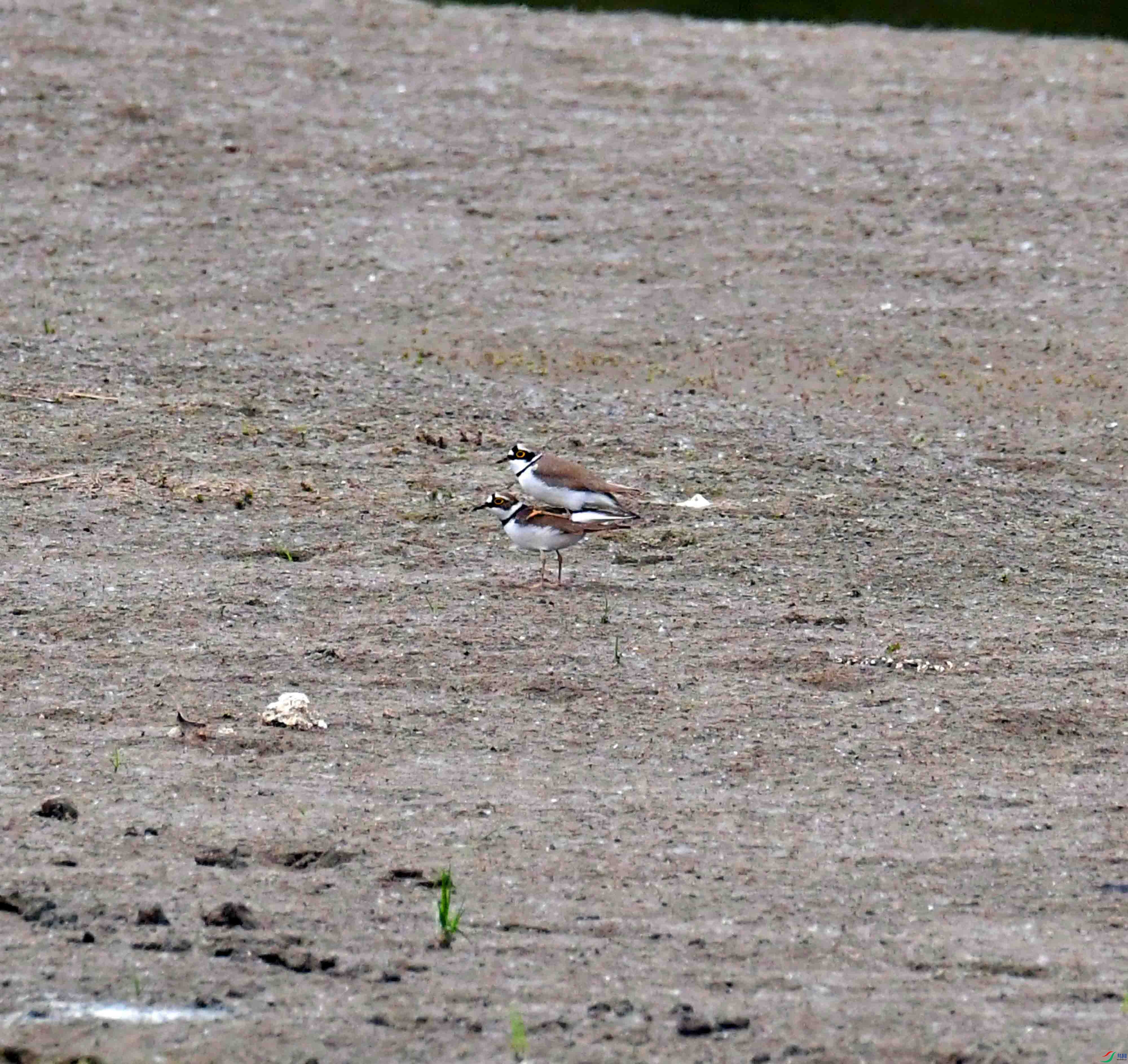DSC_2863.JPG