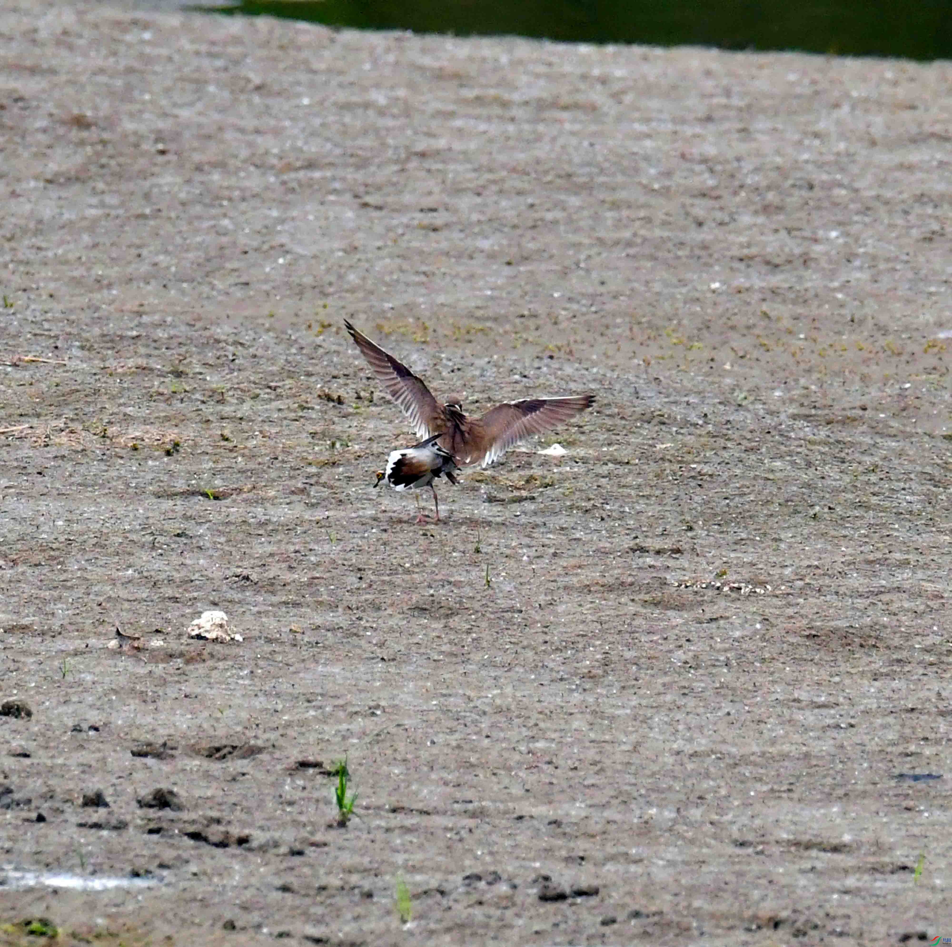DSC_2873.JPG
