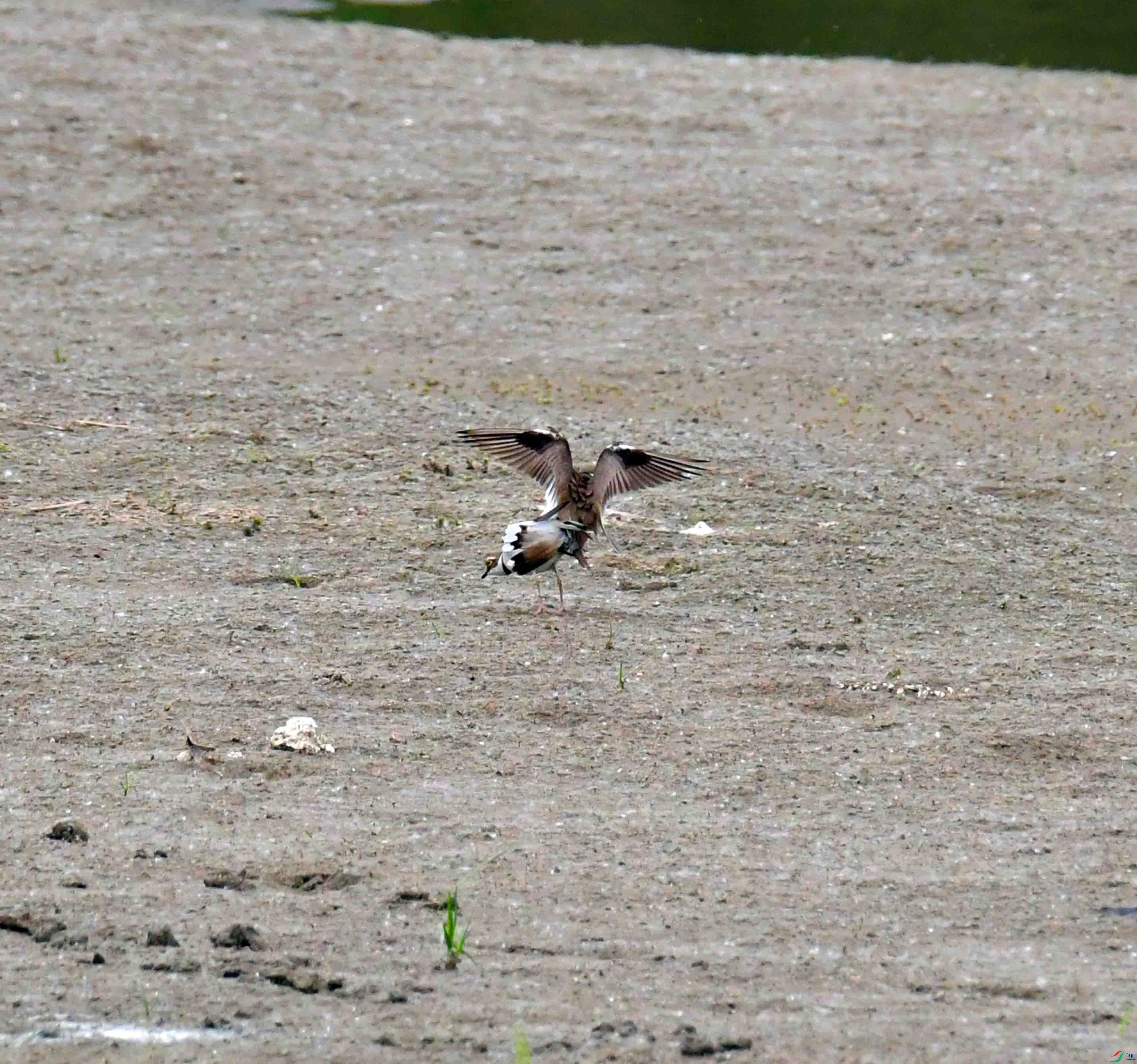 DSC_2874.JPG