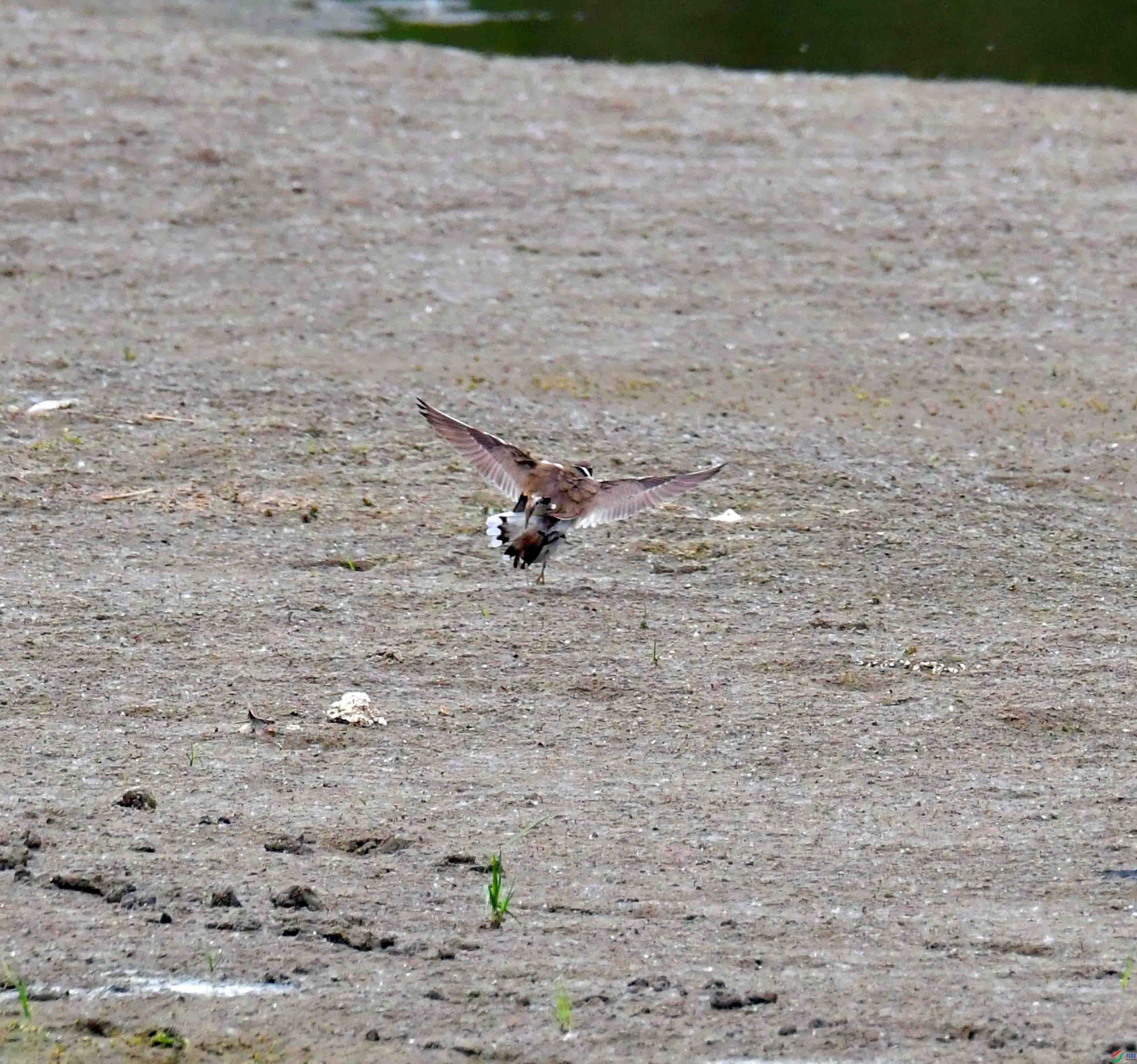 DSC_2877.JPG