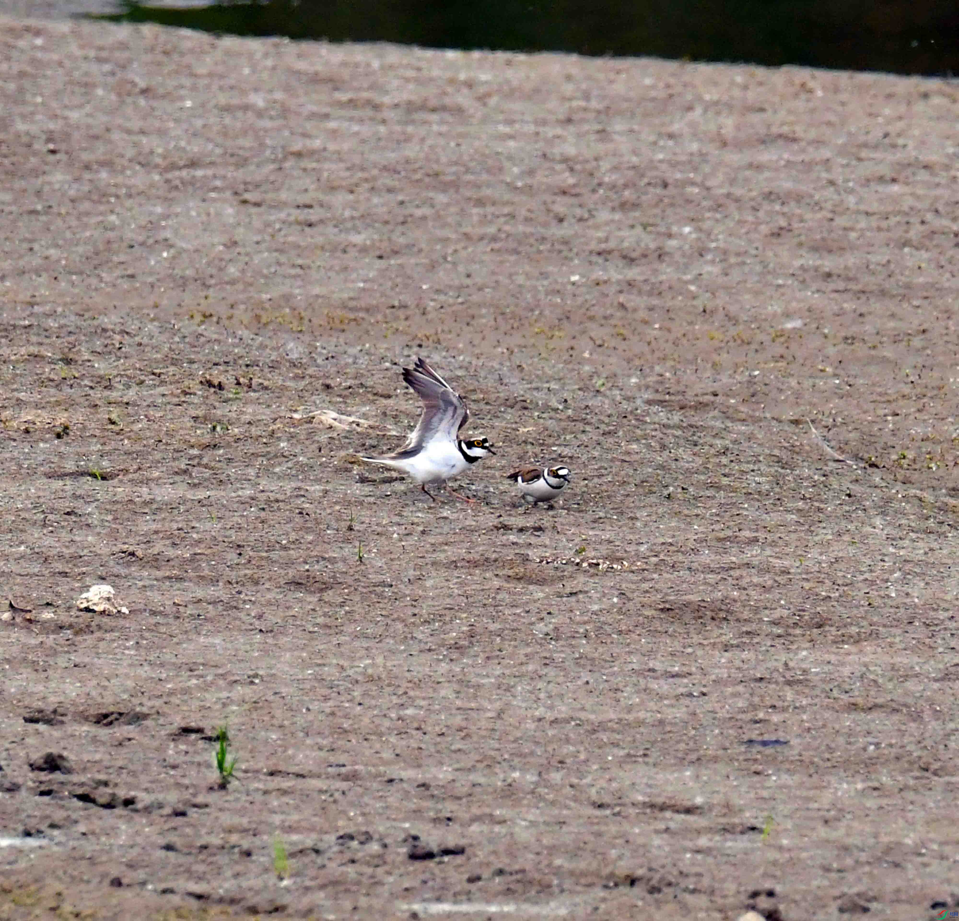 DSC_2878.JPG