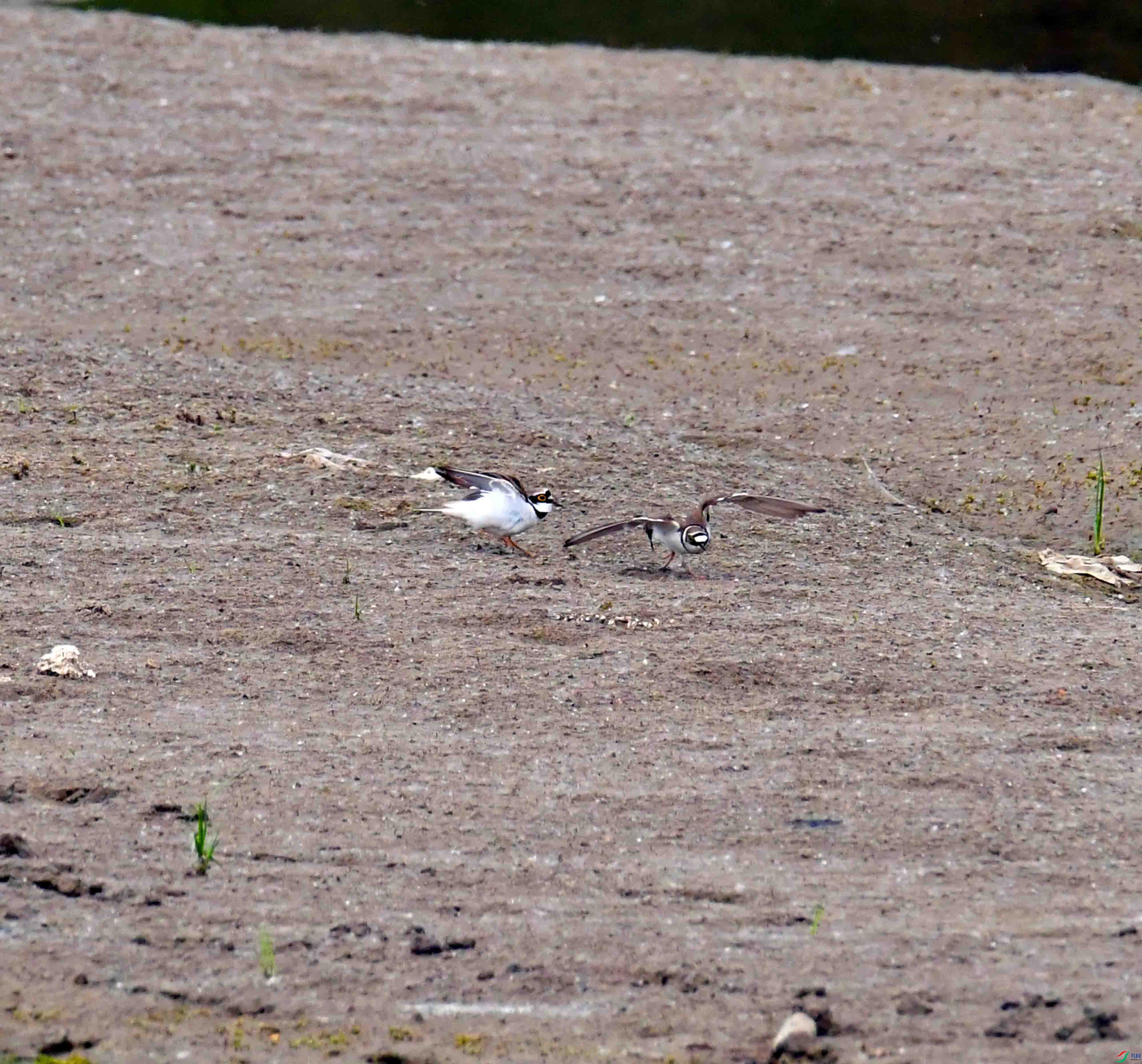 DSC_2879.JPG