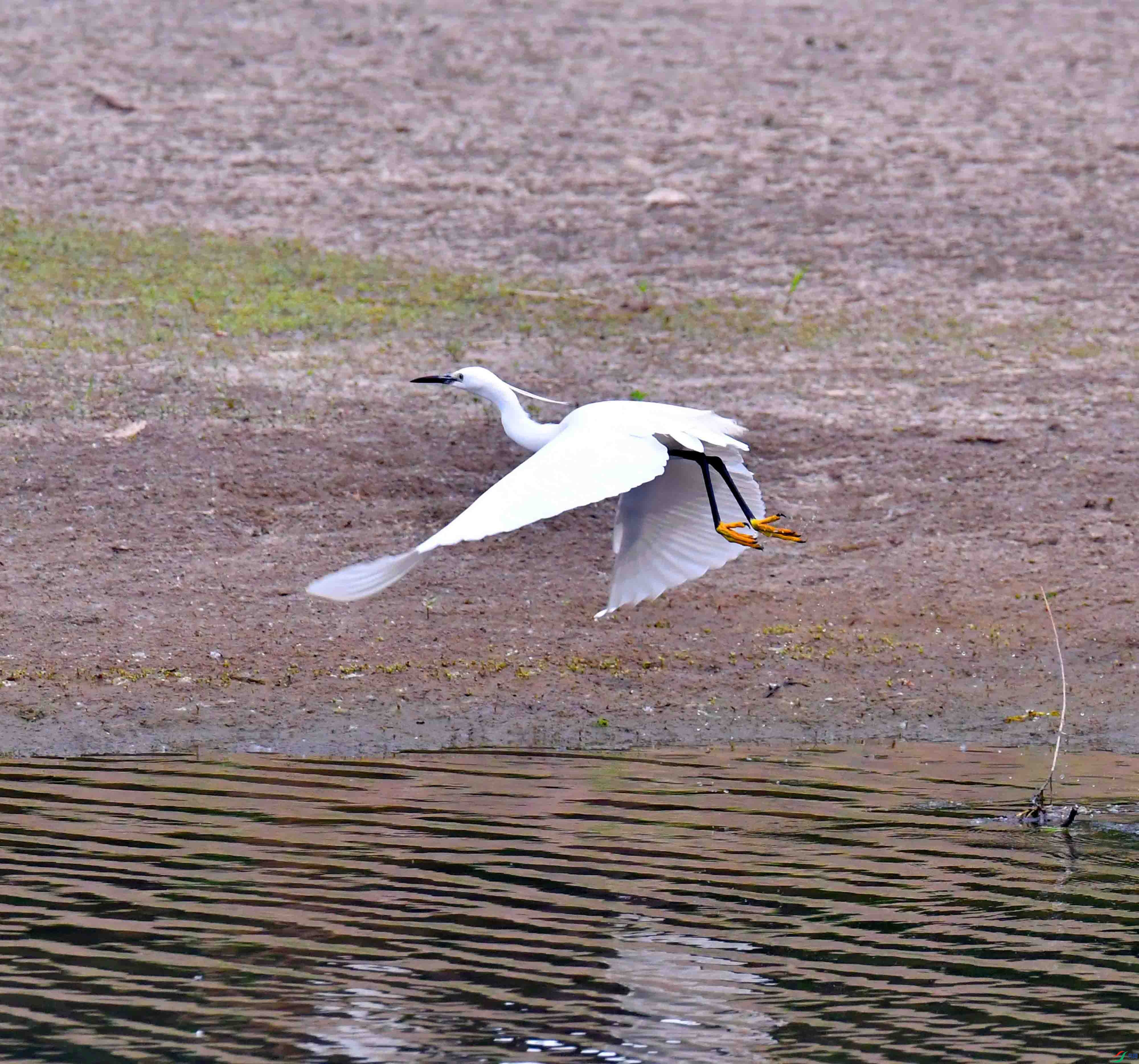 DSC_2919.JPG