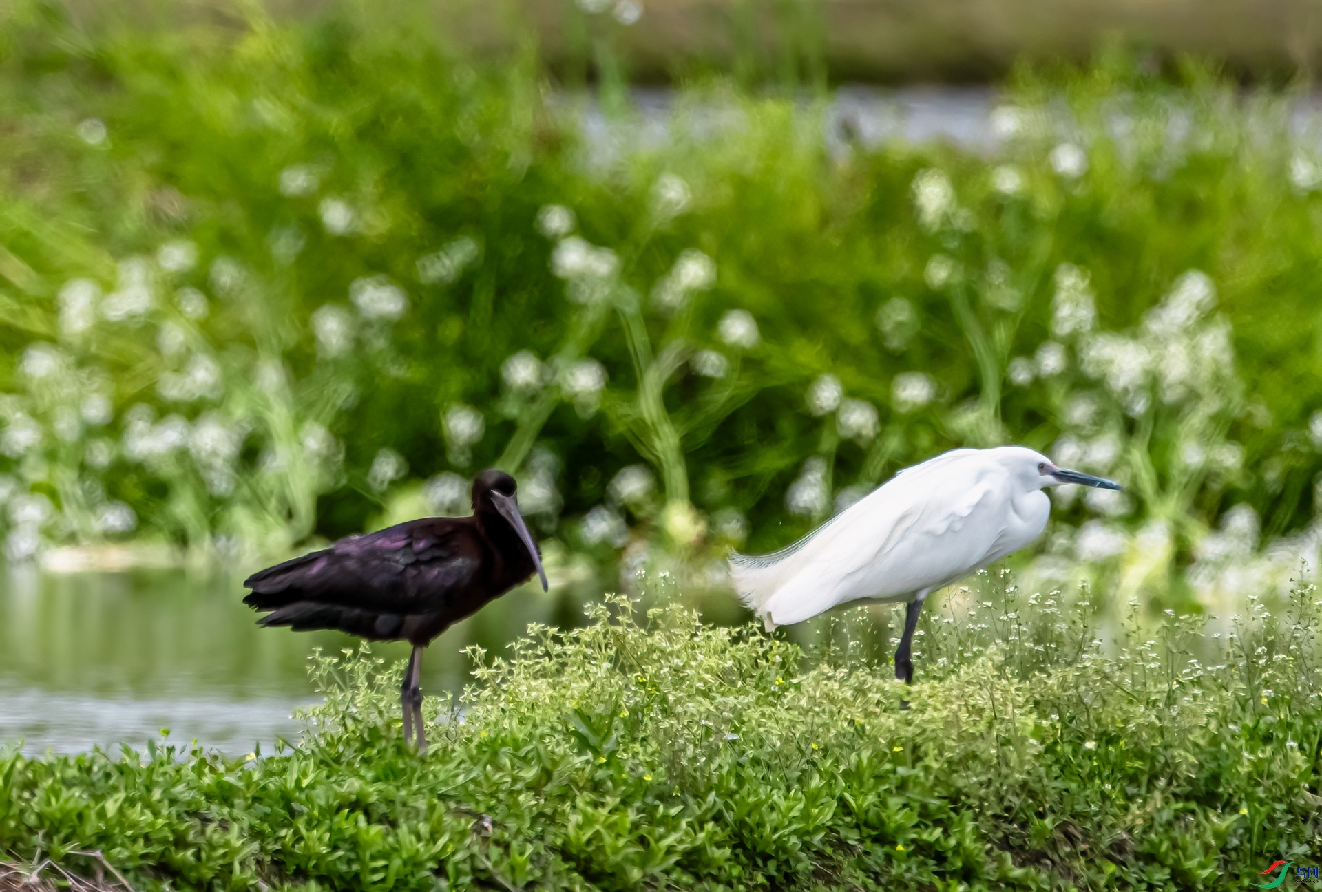 DSC_7882-11.jpg