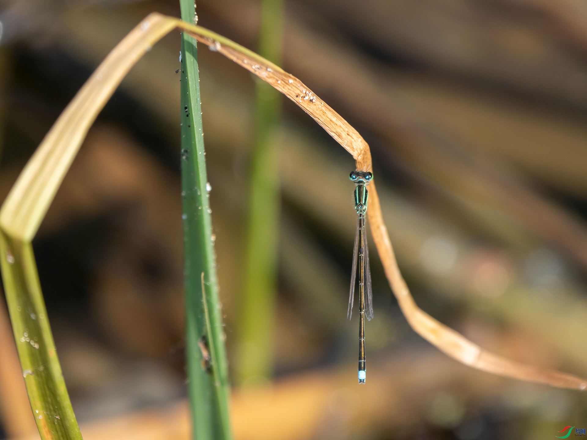 P4259159.jpg
