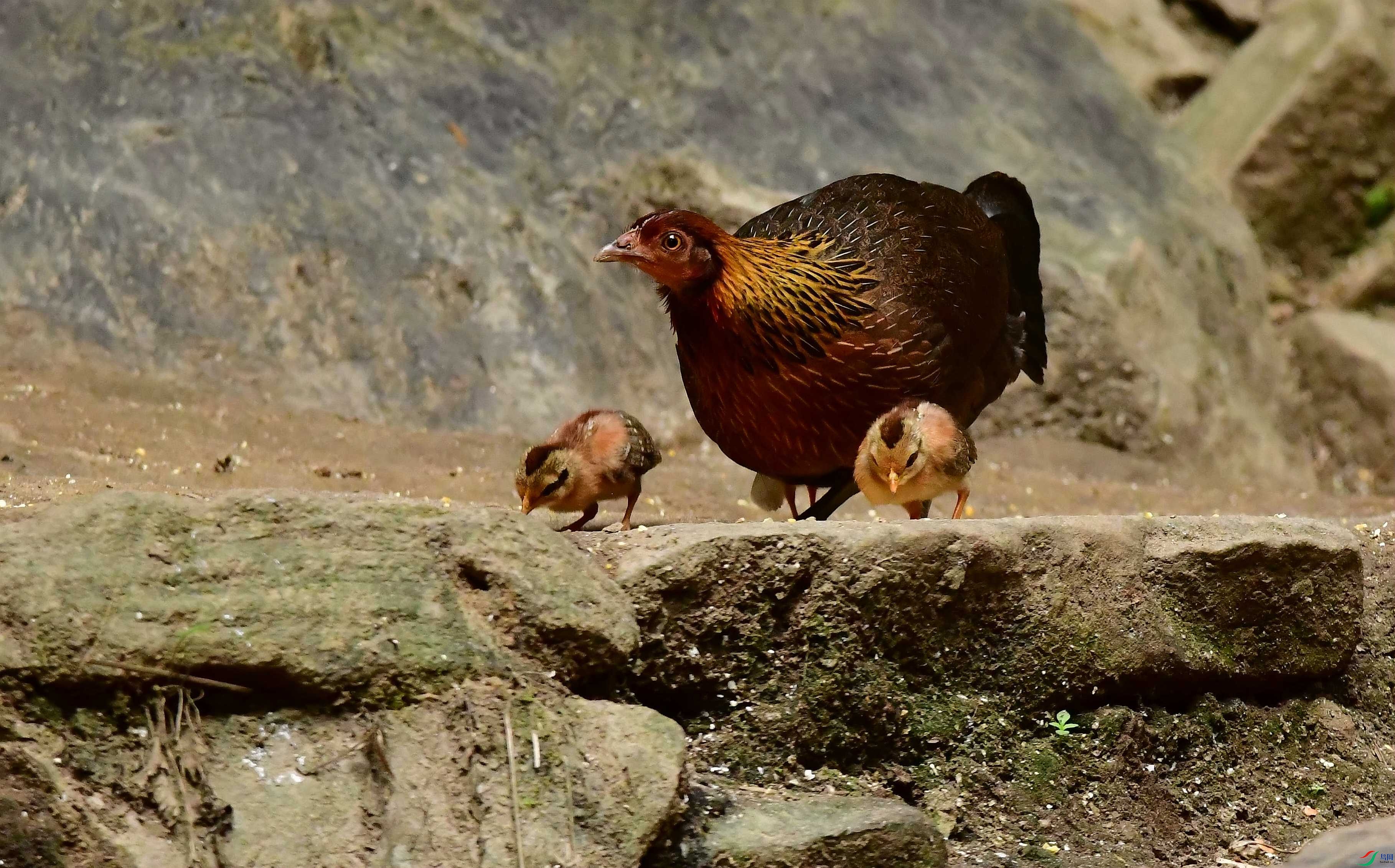 DSC_8248_����.jpg