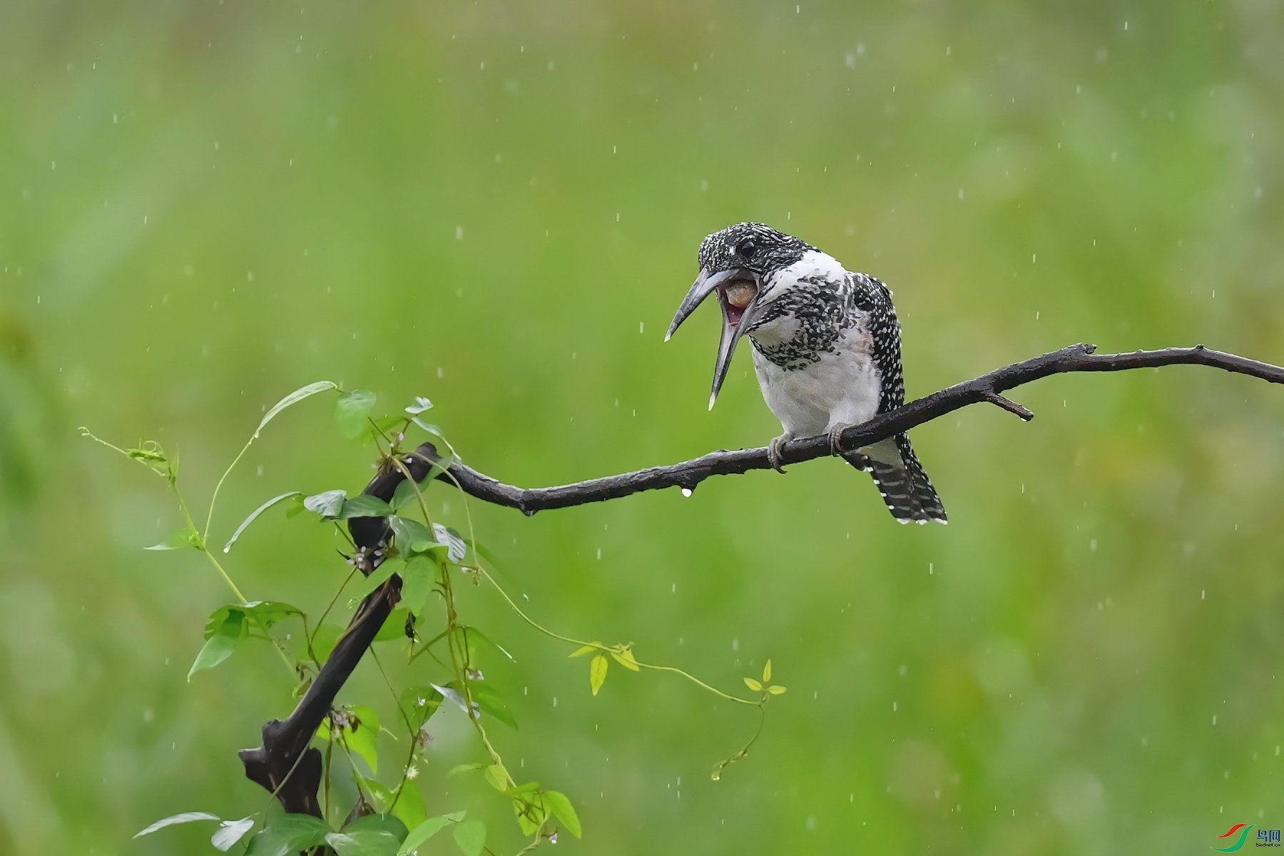 DSC_5497_DxOa.jpg