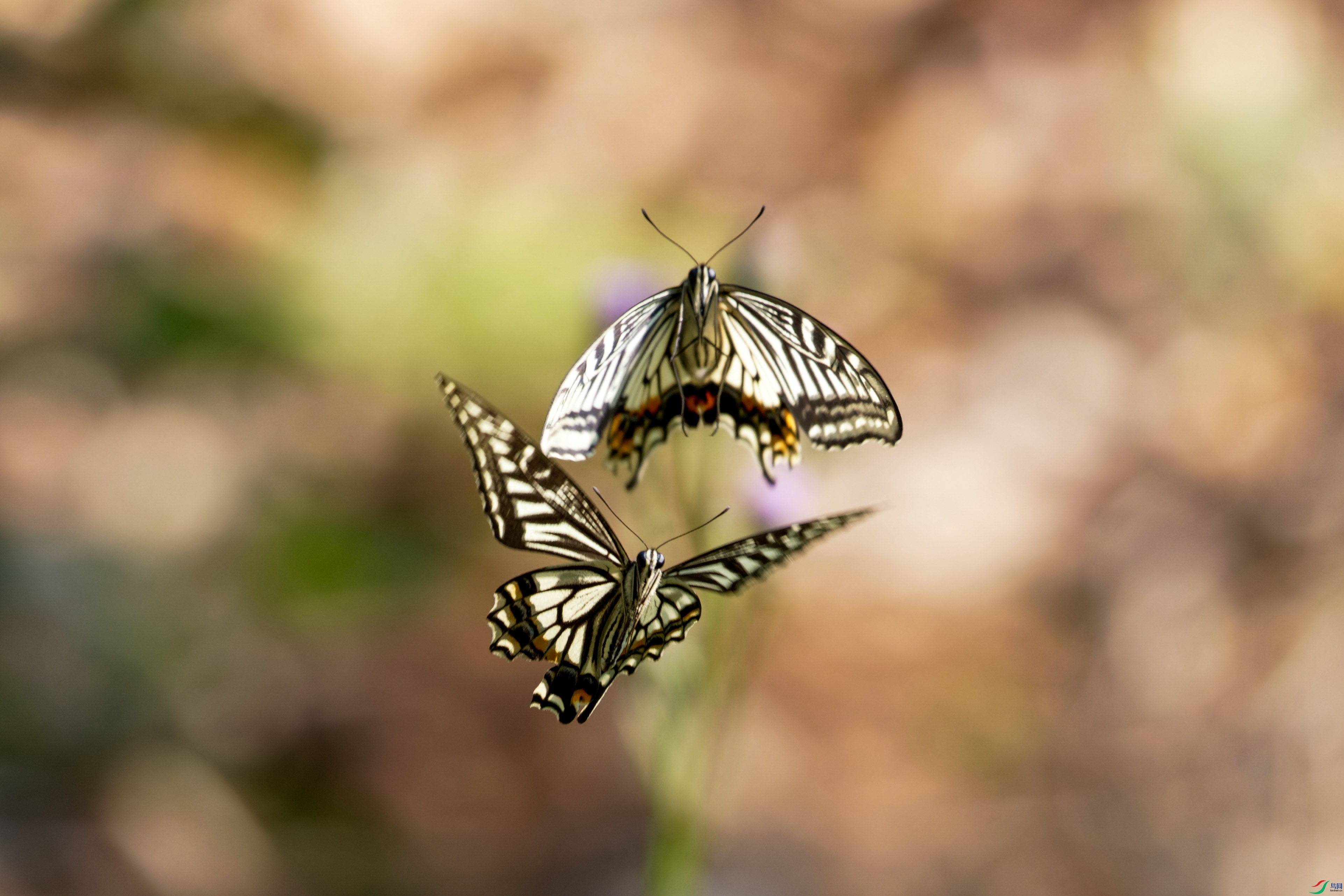 7D2_5821-CR2_DxO_DeepPRIME-1.jpg