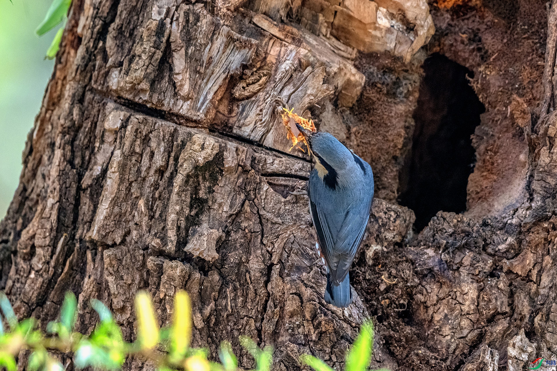 _AUU9227 �����f(26.3.17).jpg