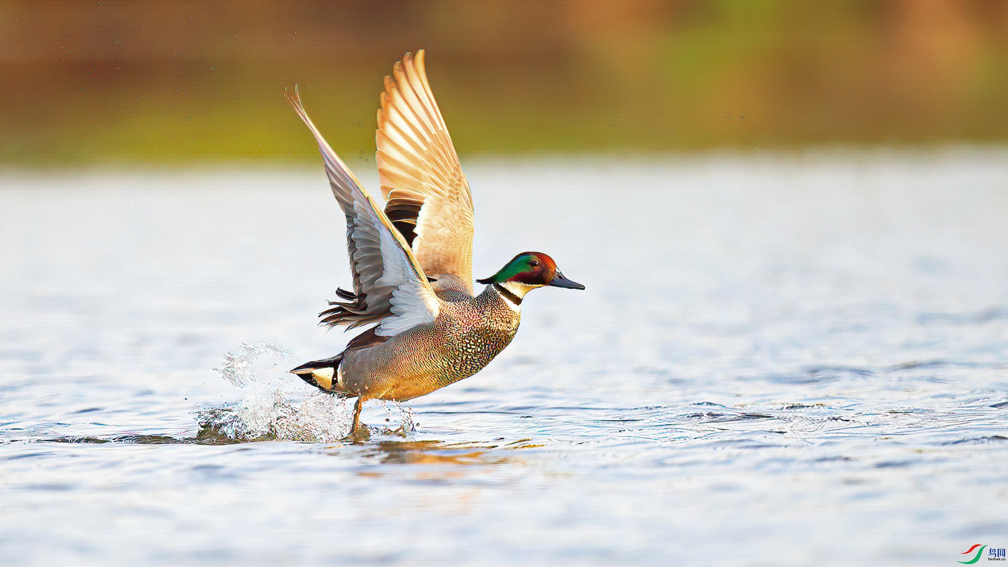 _L100609-1.jpg