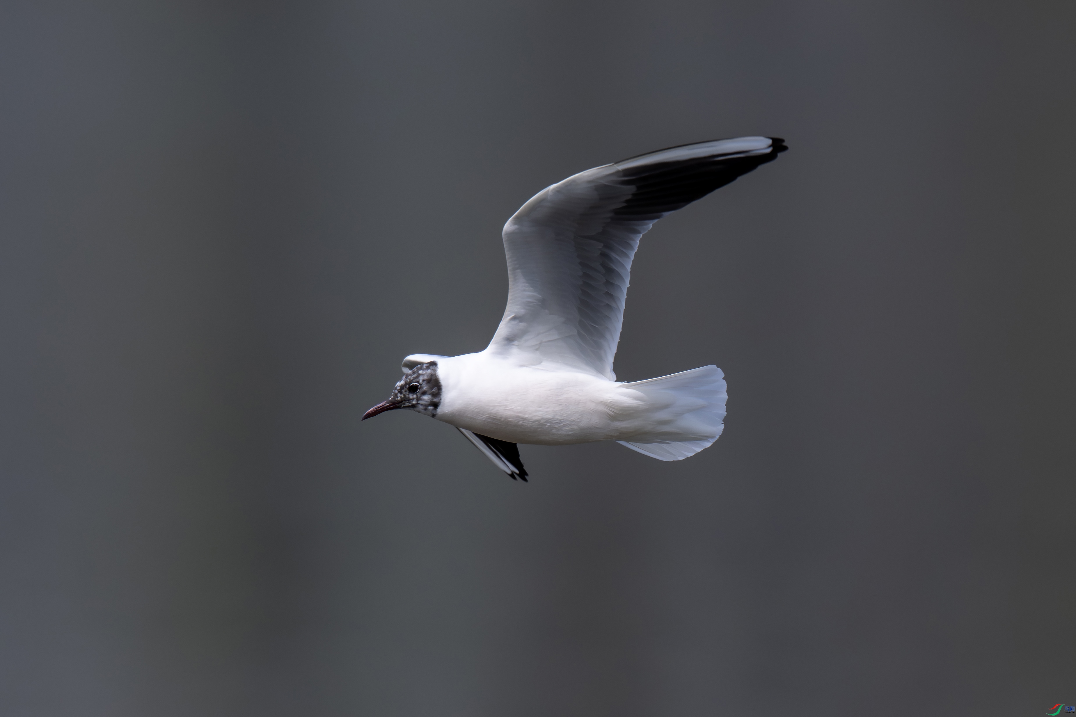 DSC_5757-����.jpg