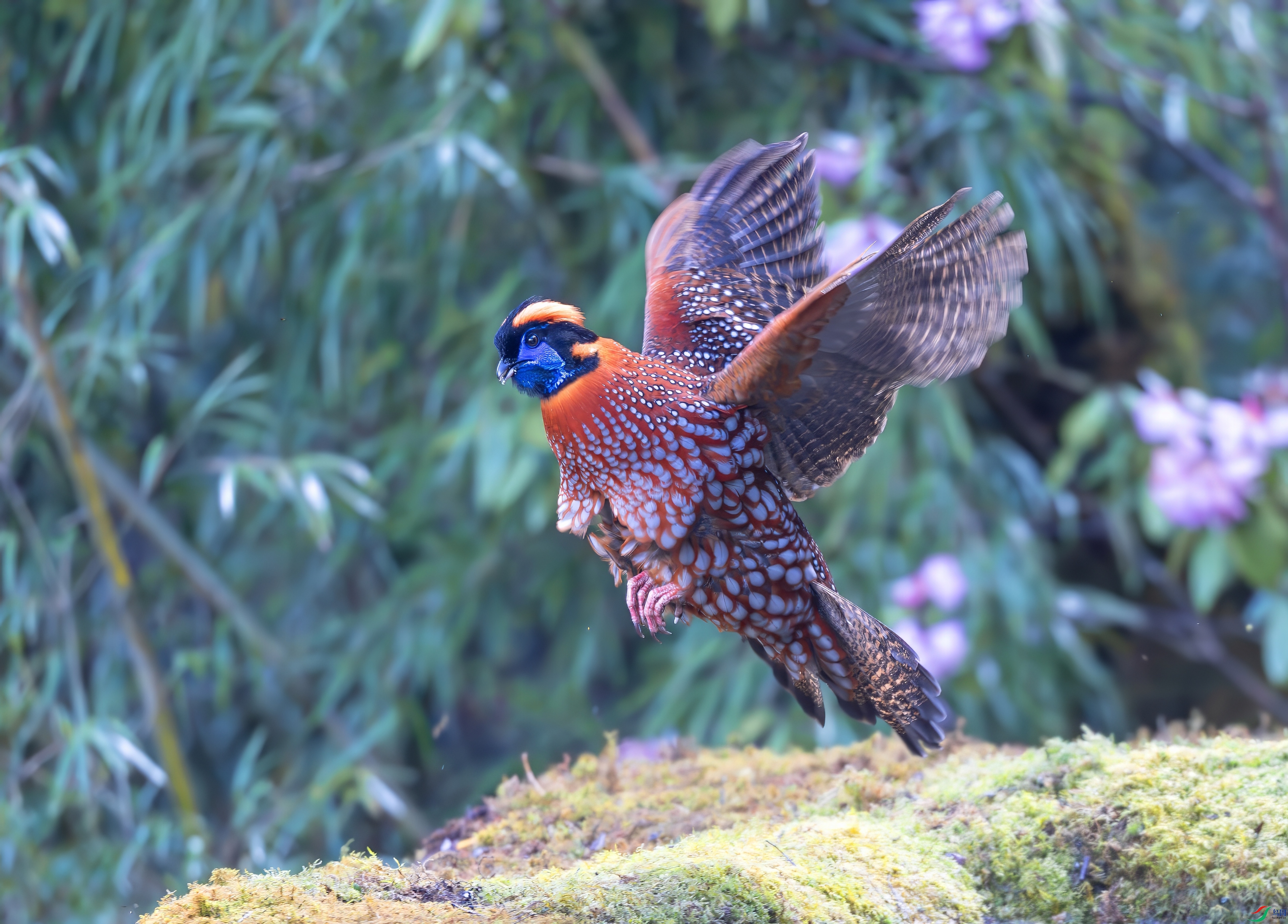 _D0A7264-topaz-denoise.jpeg