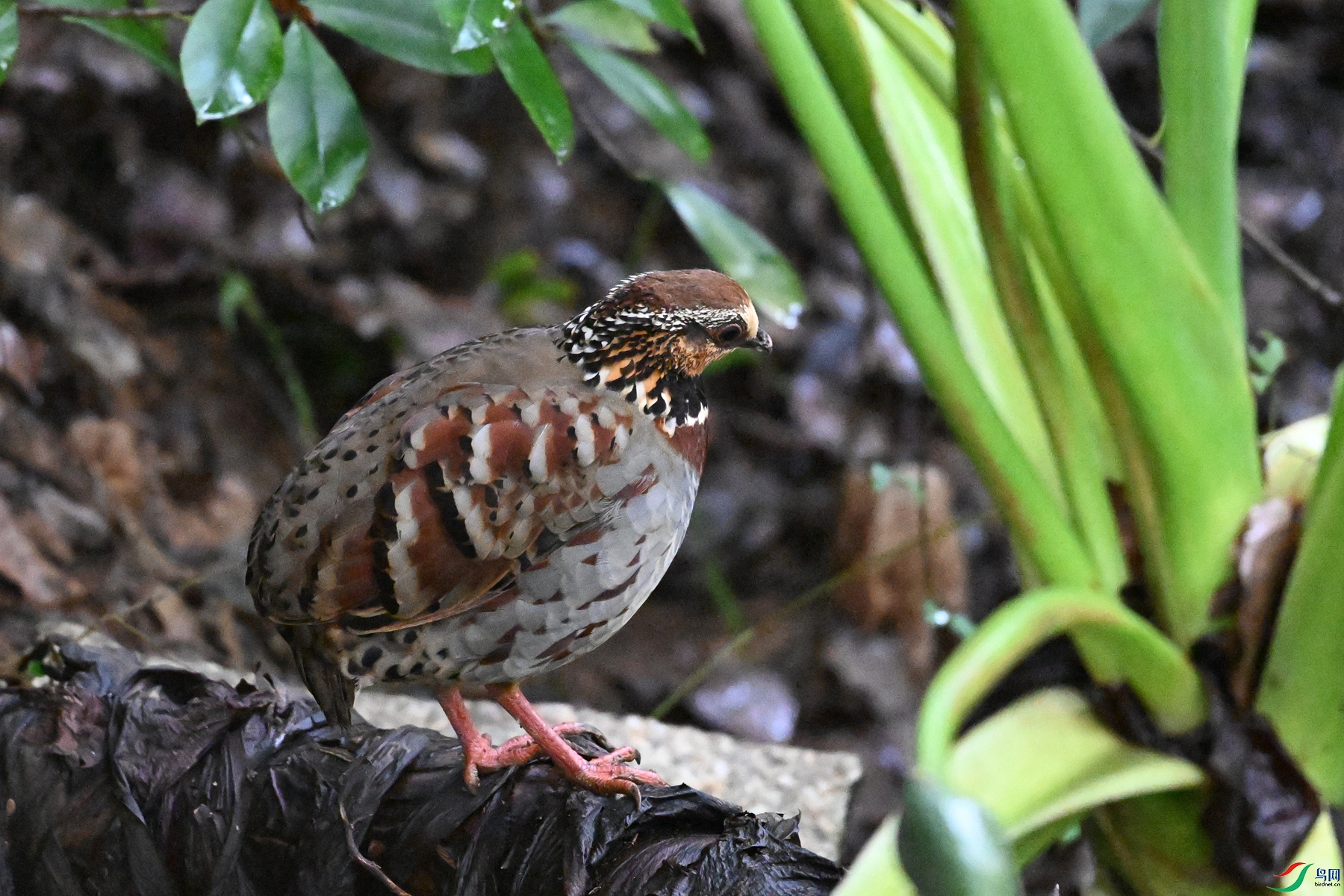 DSC_3593.JPG
