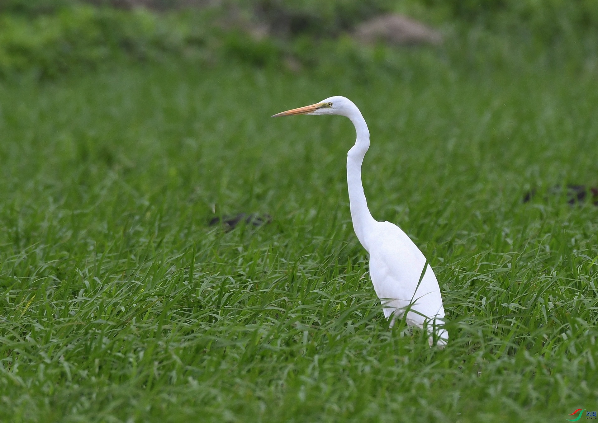 DSC_9930.jpg