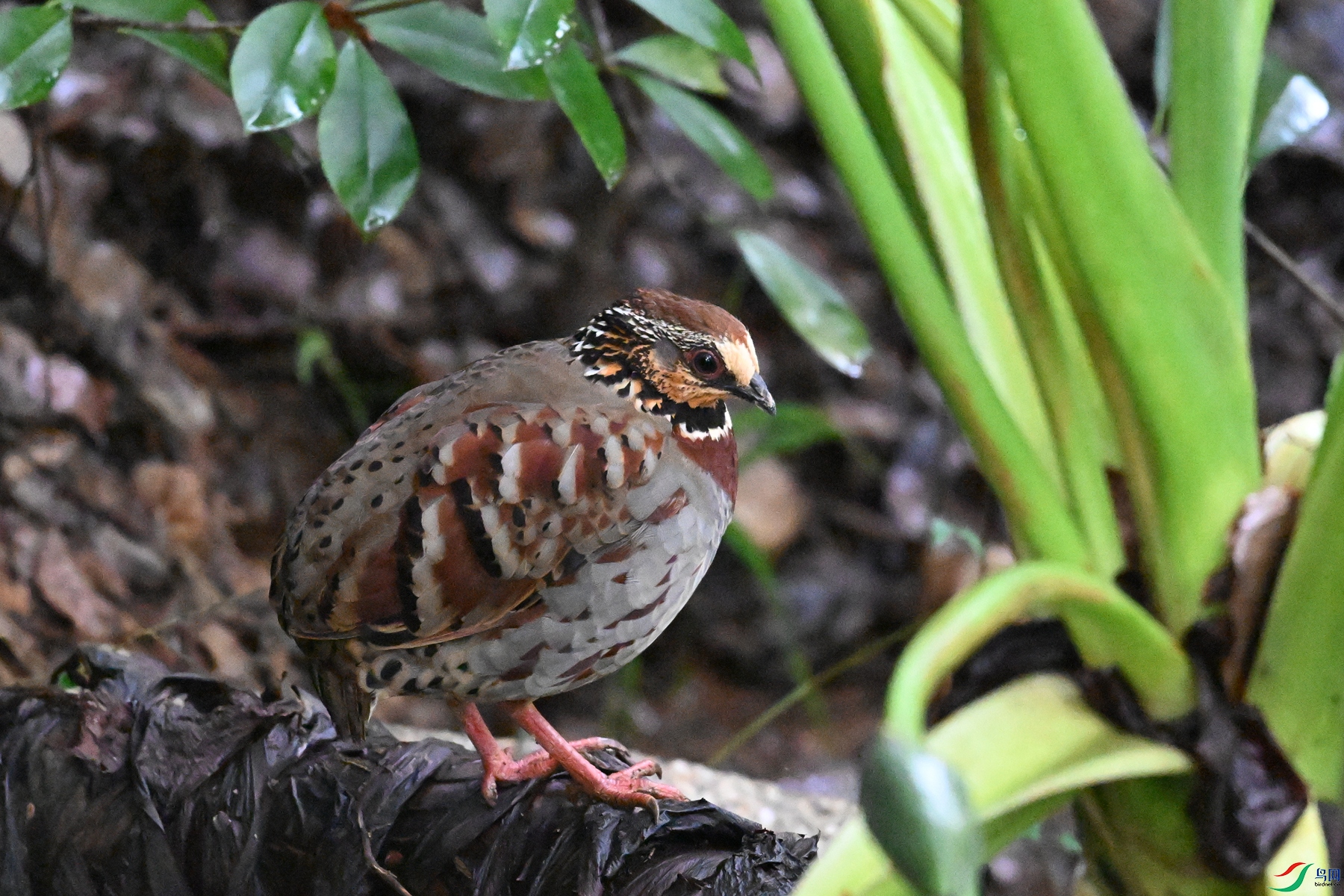 DSC_3625.JPG