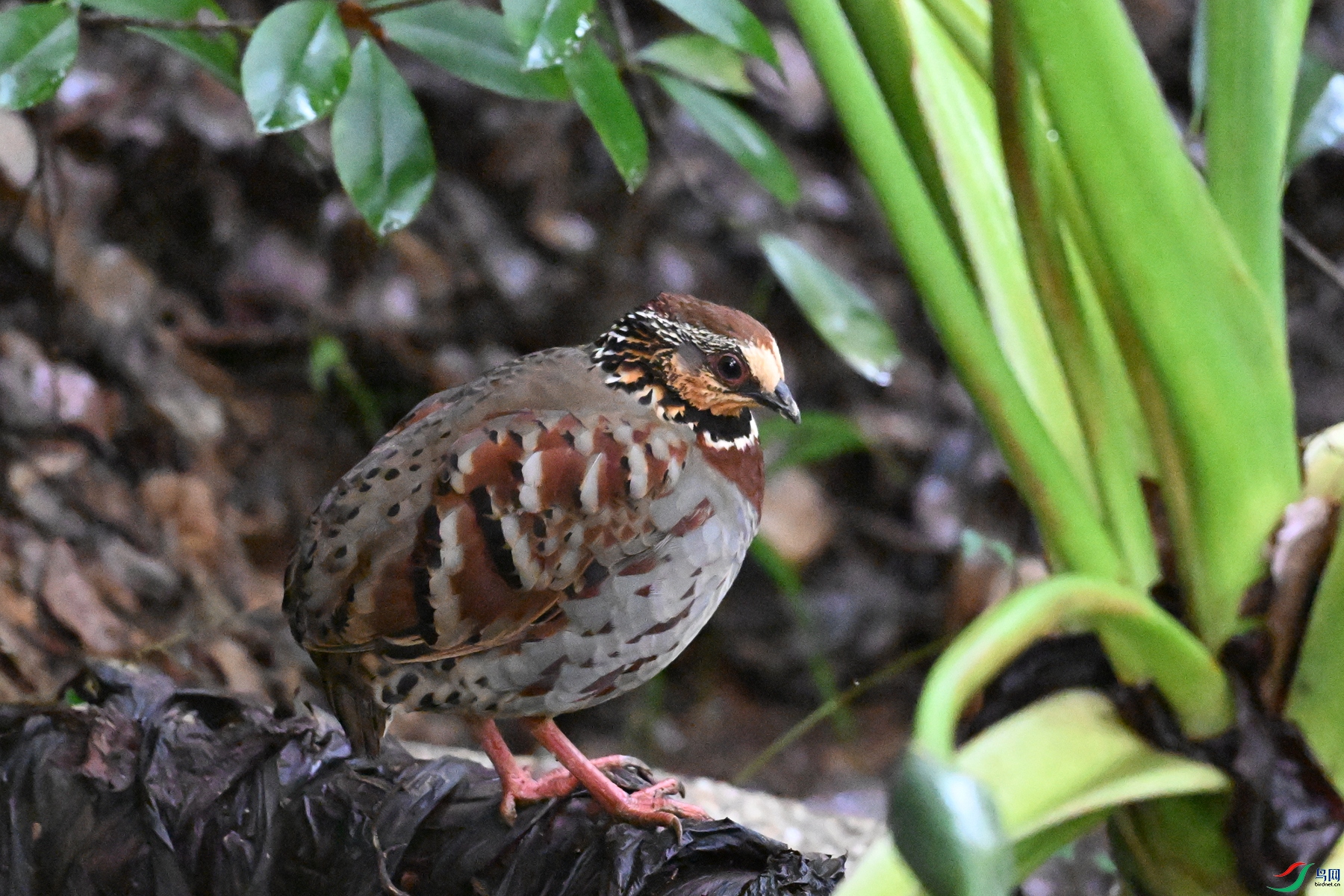 DSC_3628.JPG