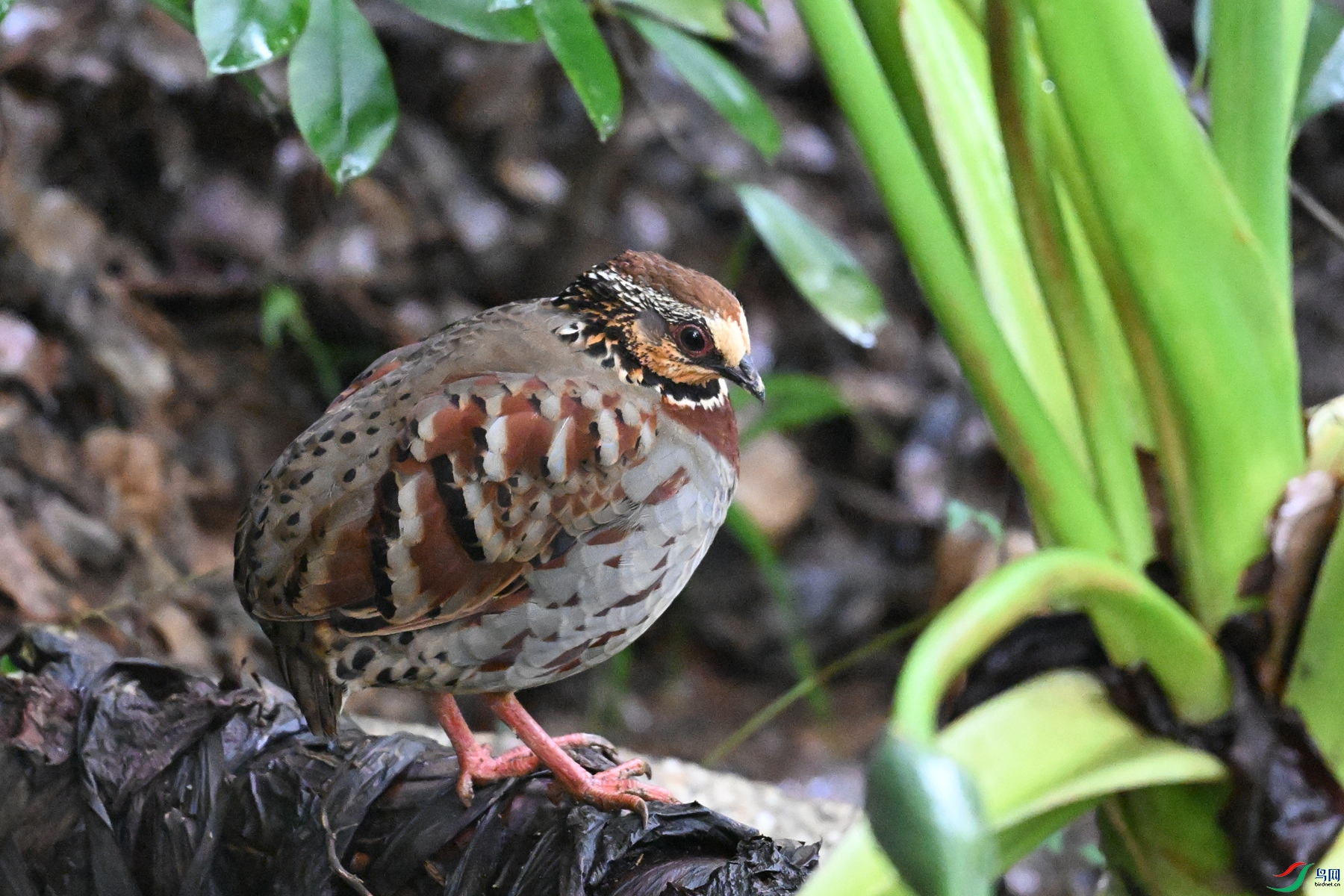 DSC_3645.JPG
