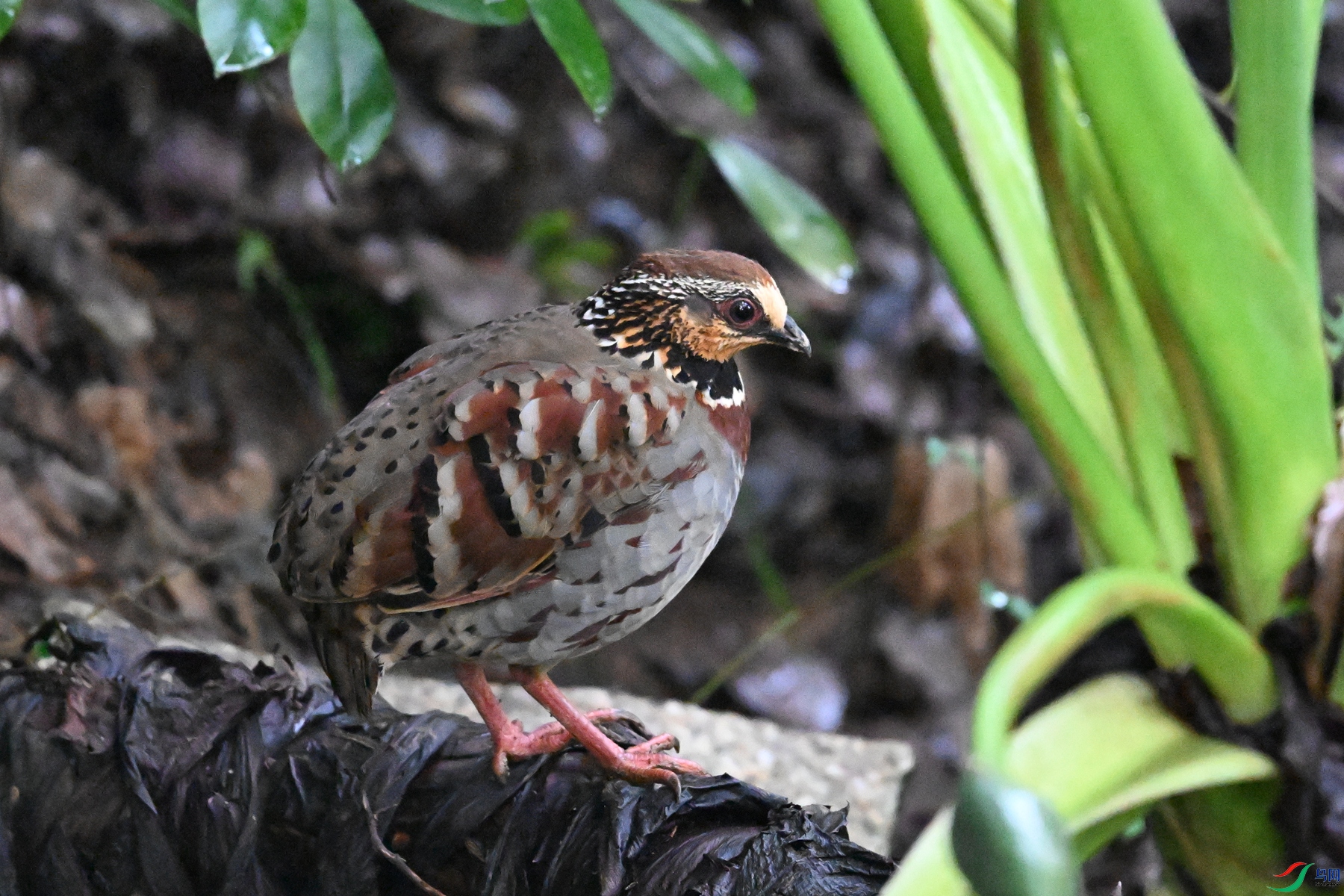 DSC_3600.JPG