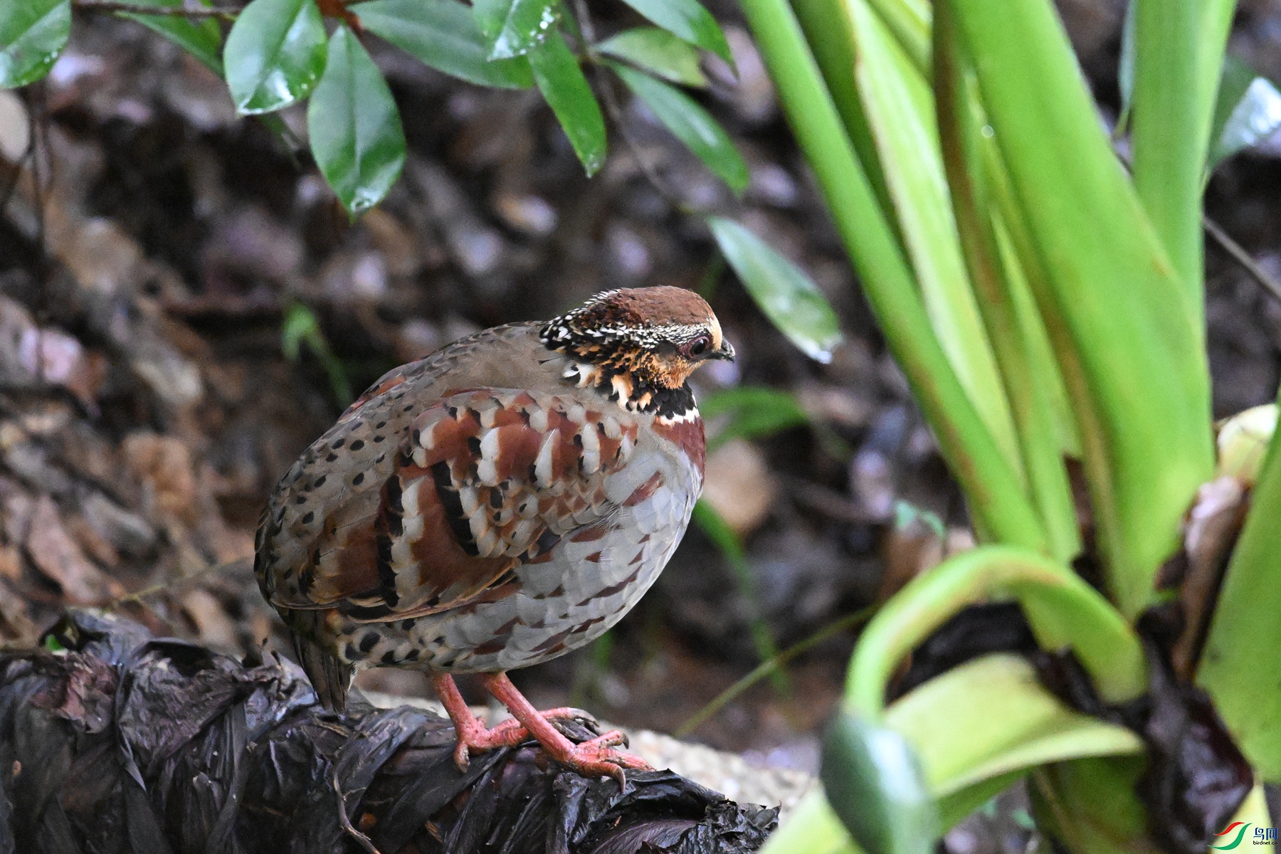 DSC_3649.JPG