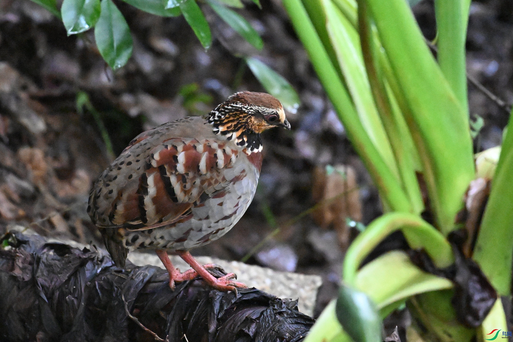DSC_3606.JPG