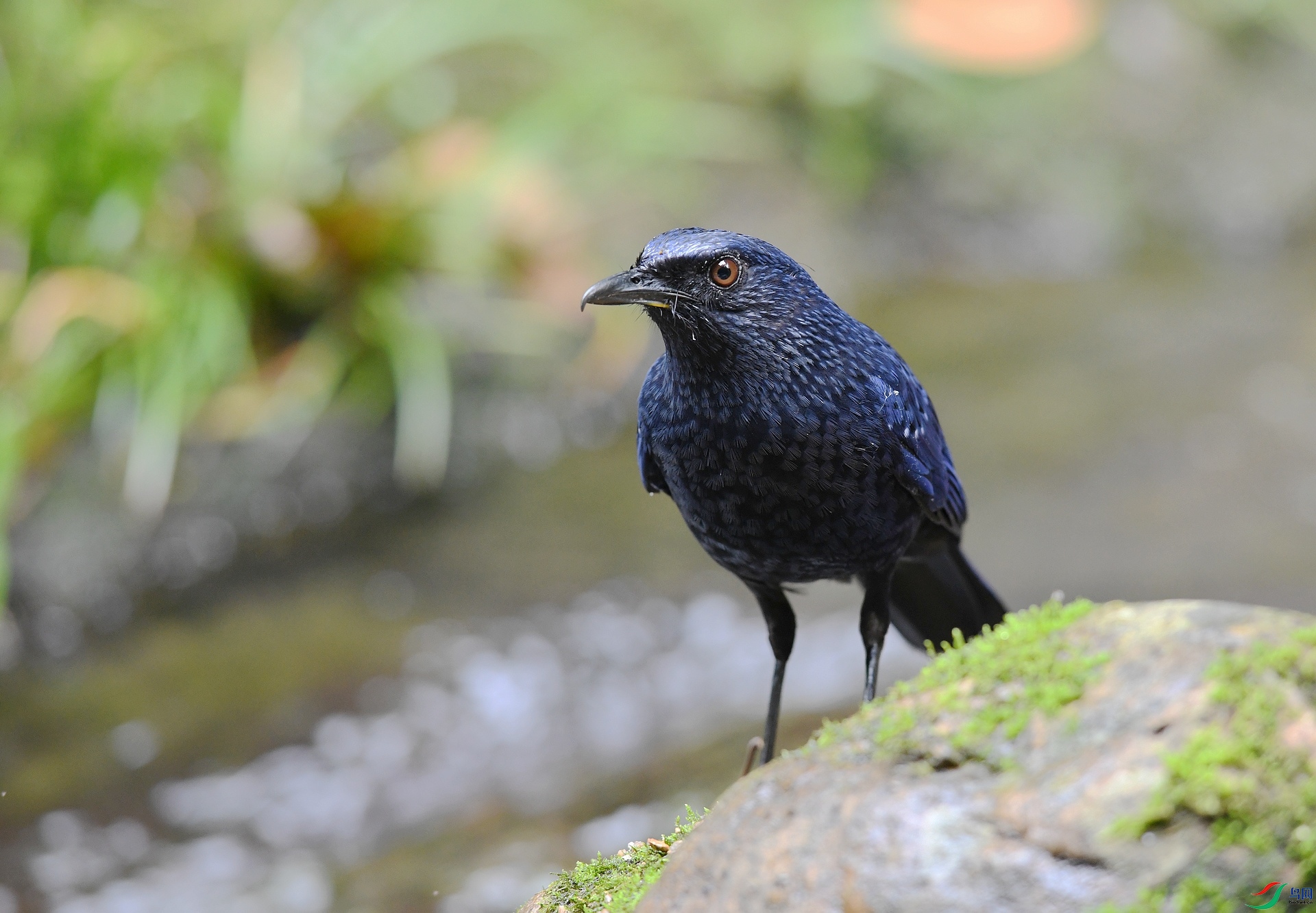 DSC_0774.jpg